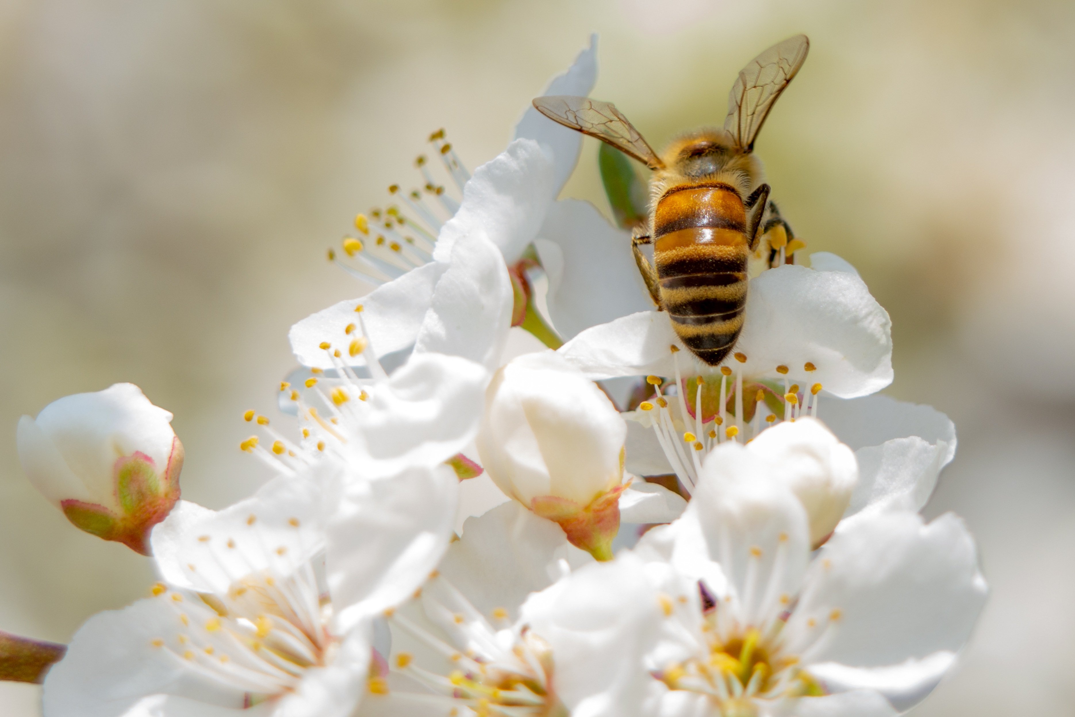 Обои пчелы насекомые весна на рабочий стол