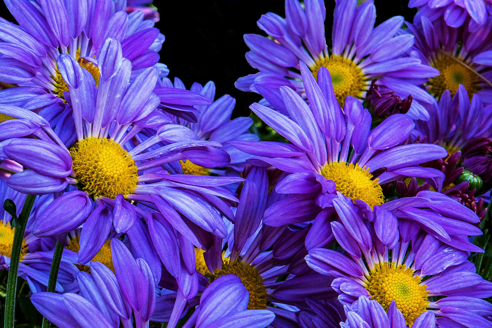 Обои цветы цветочный цветочная композиция на рабочий стол