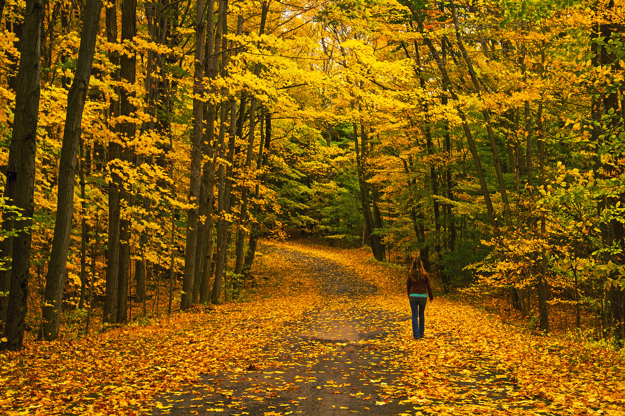 免费照片秋天的道路照片，质量很好