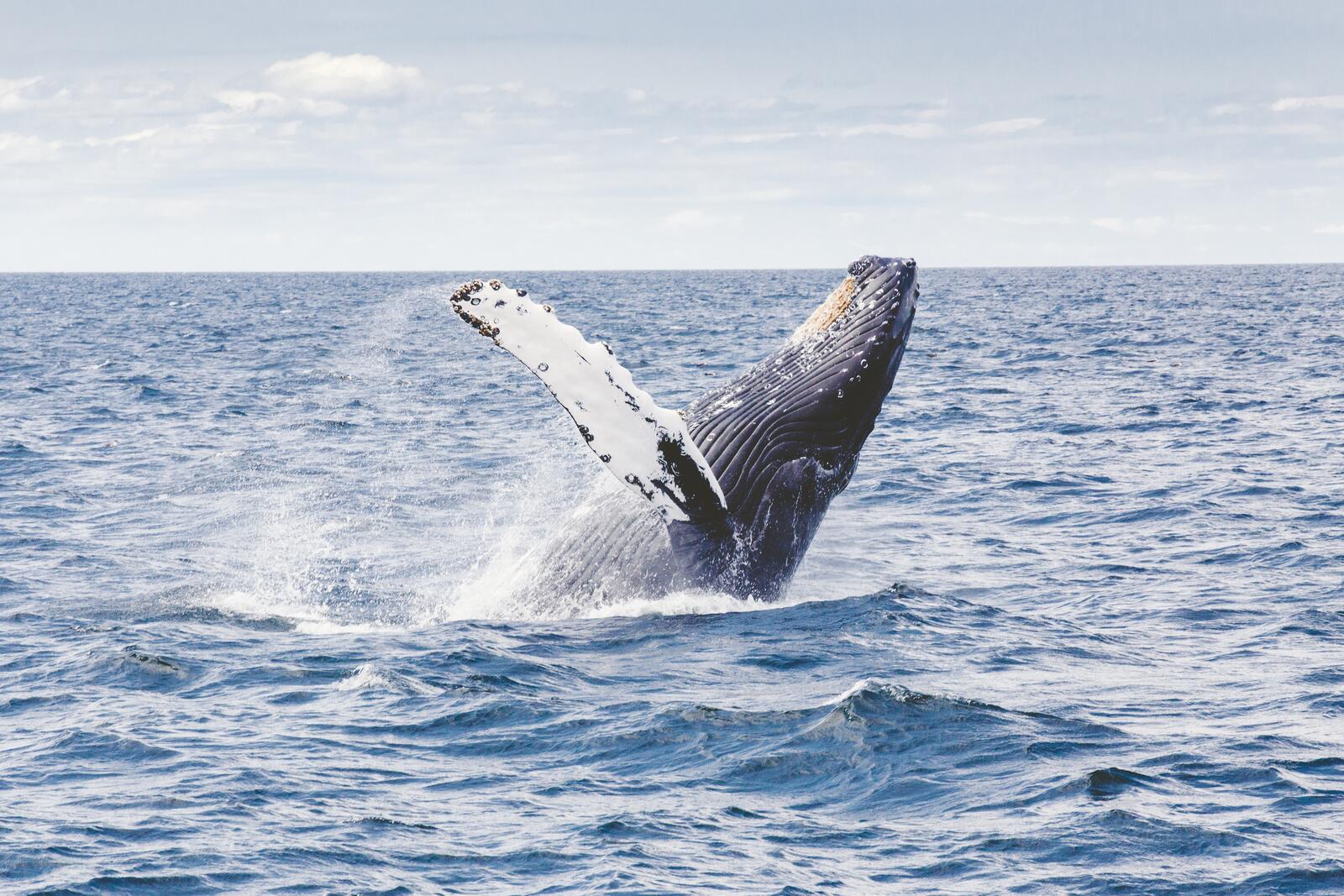 Wallpapers mammal humpback whale marine on the desktop