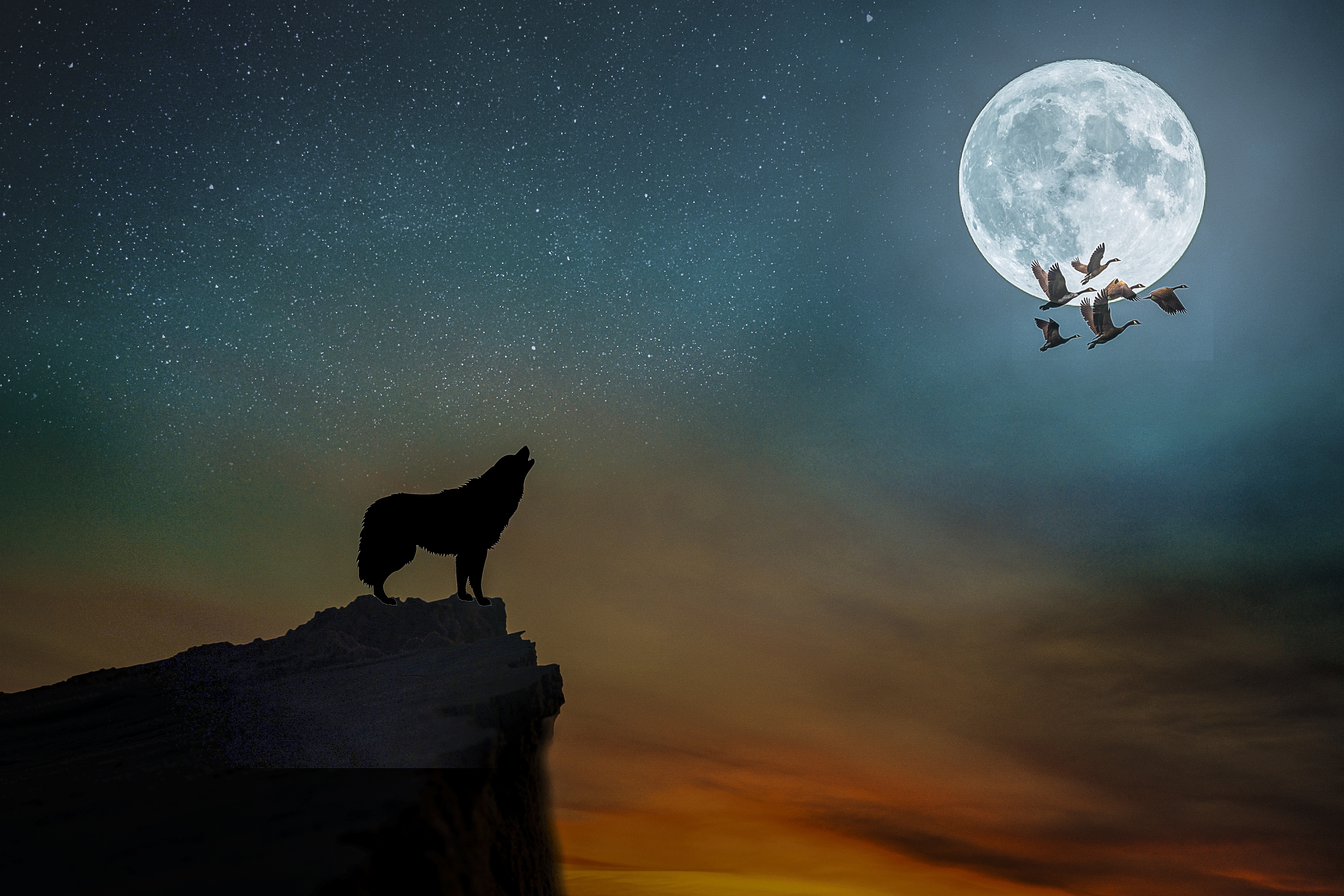 Бесплатное фото Волк воет на луну