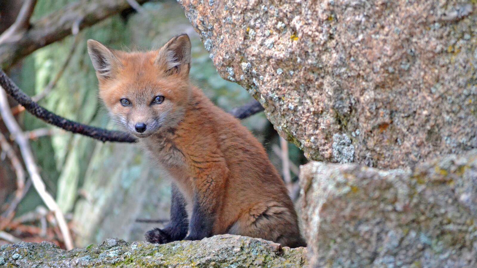 Wallpapers wildlife fox fauna on the desktop