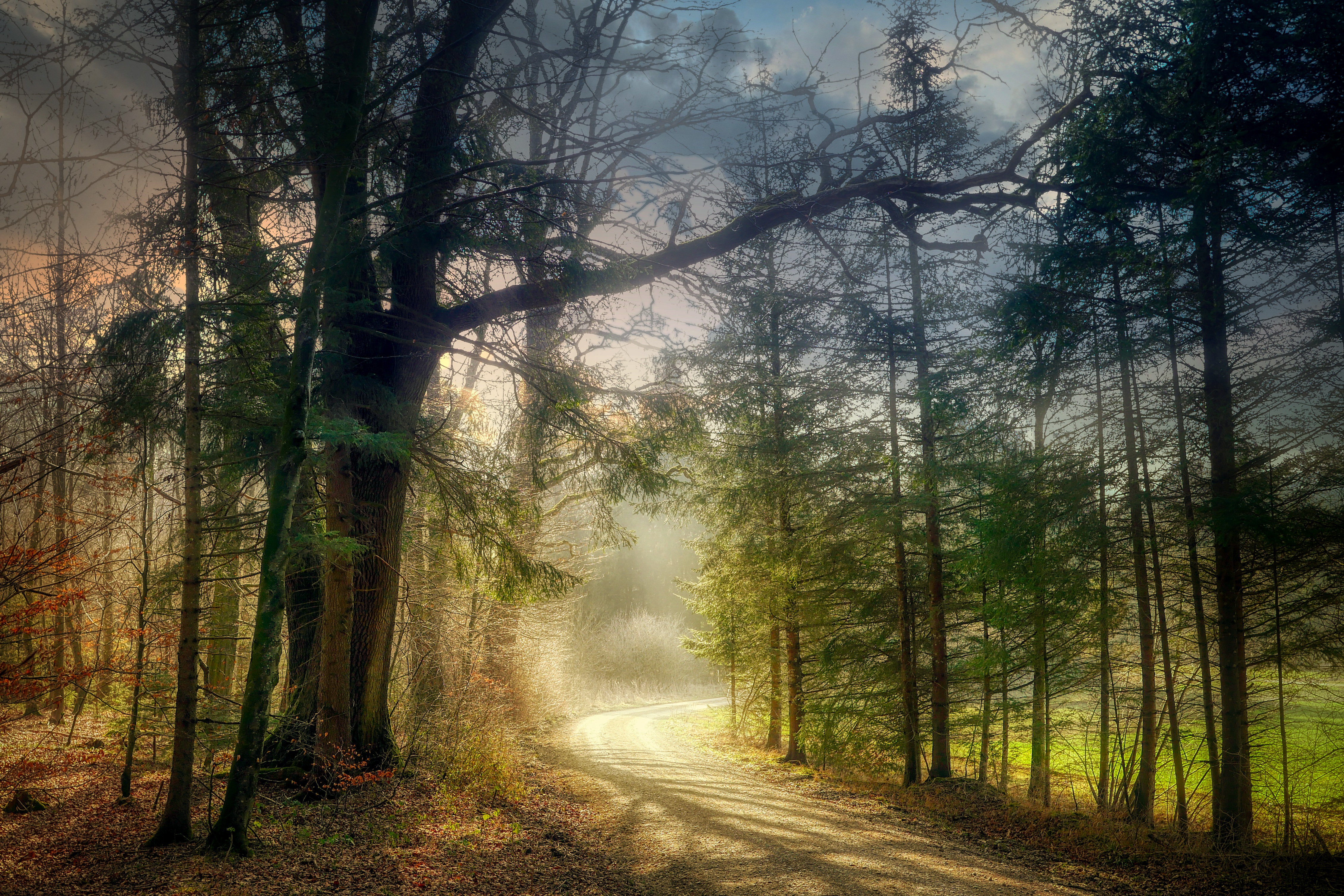 Фото бесплатно деревья, закат, туман в лесу