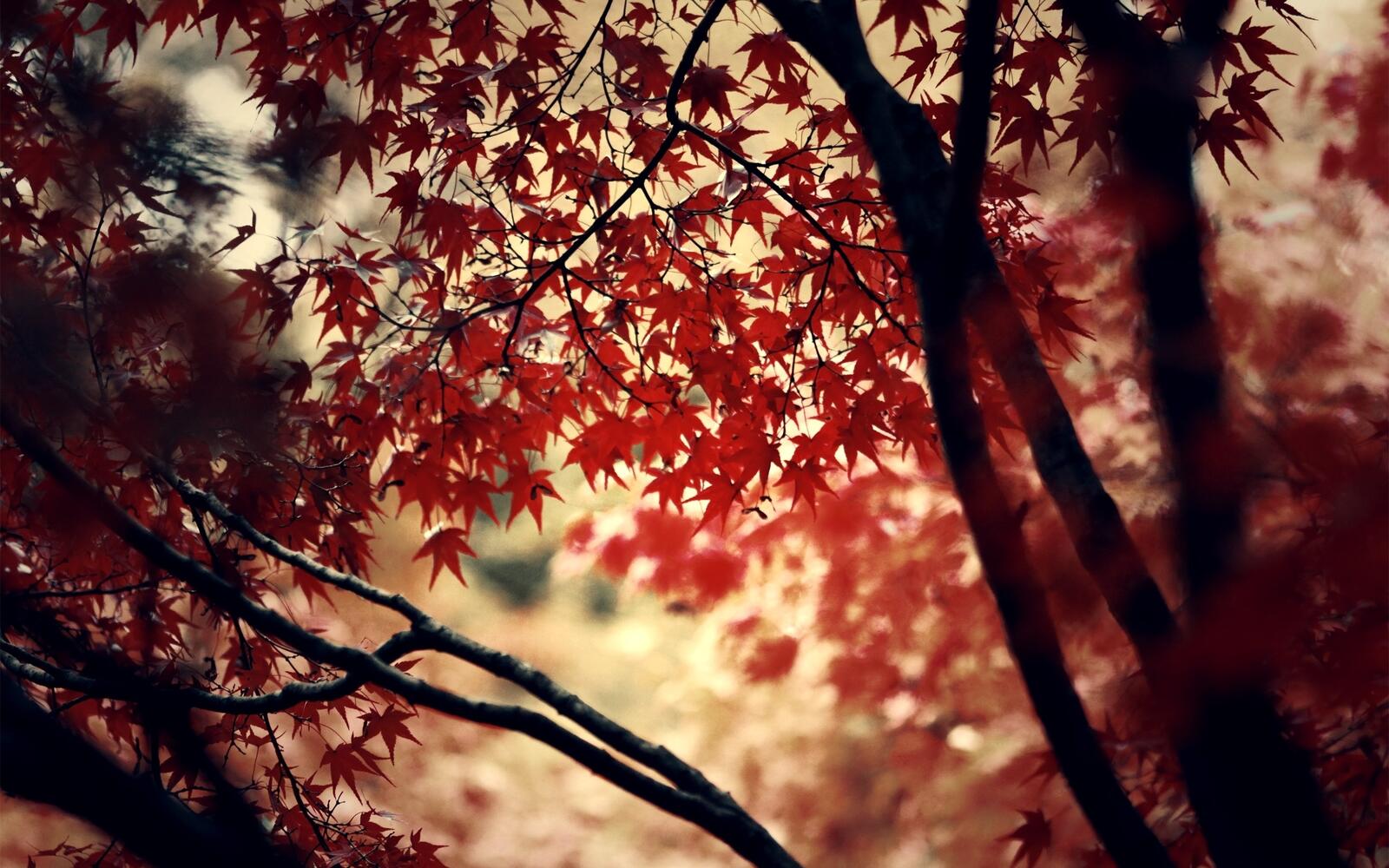 Обои красные листья ветви падение на рабочий стол