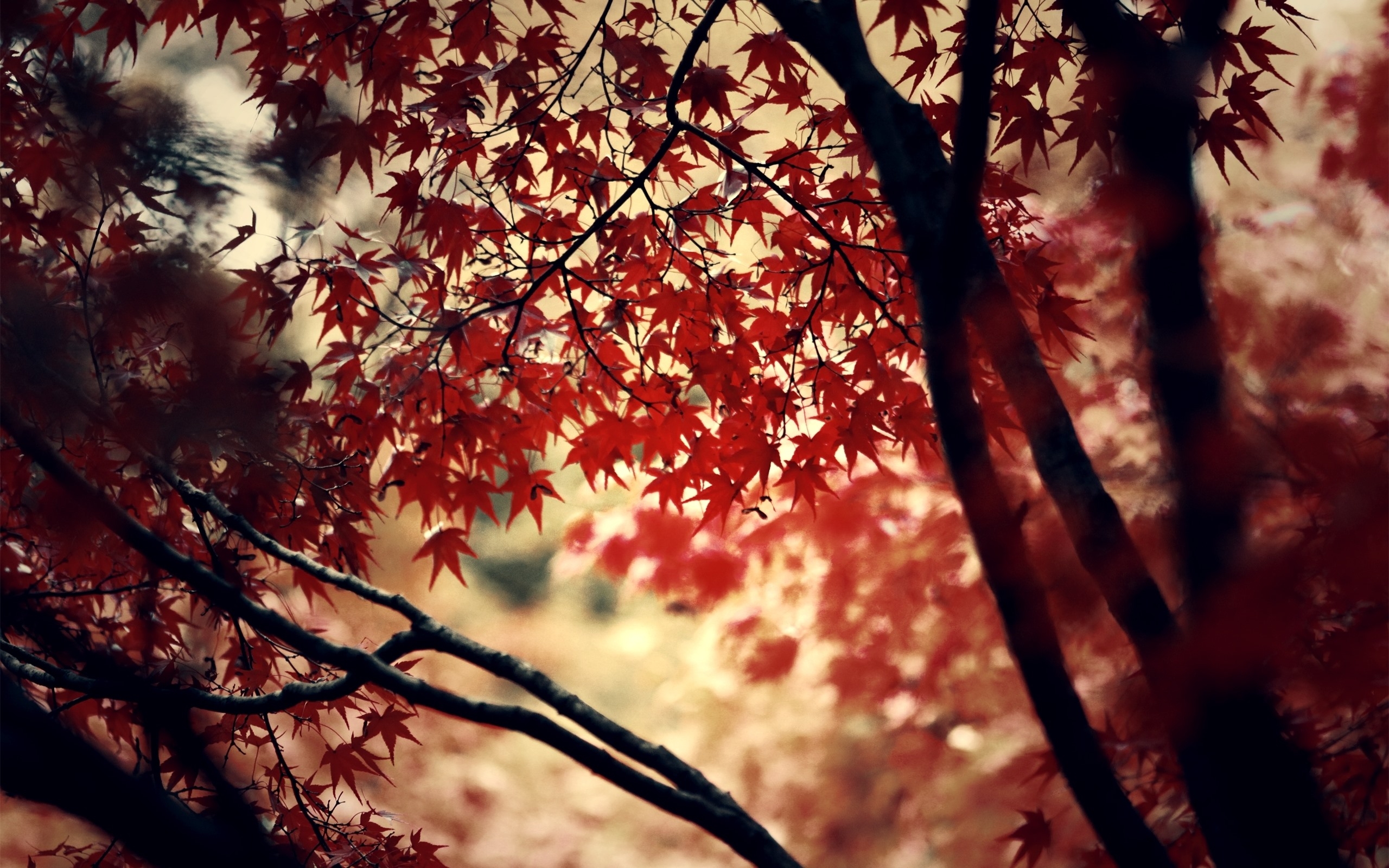 Wallpapers red leaves branches fall on the desktop