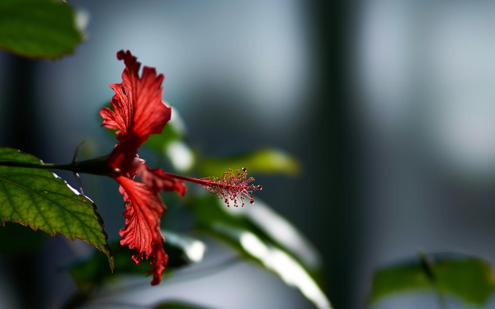 Бесплатное фото Красный цветочек