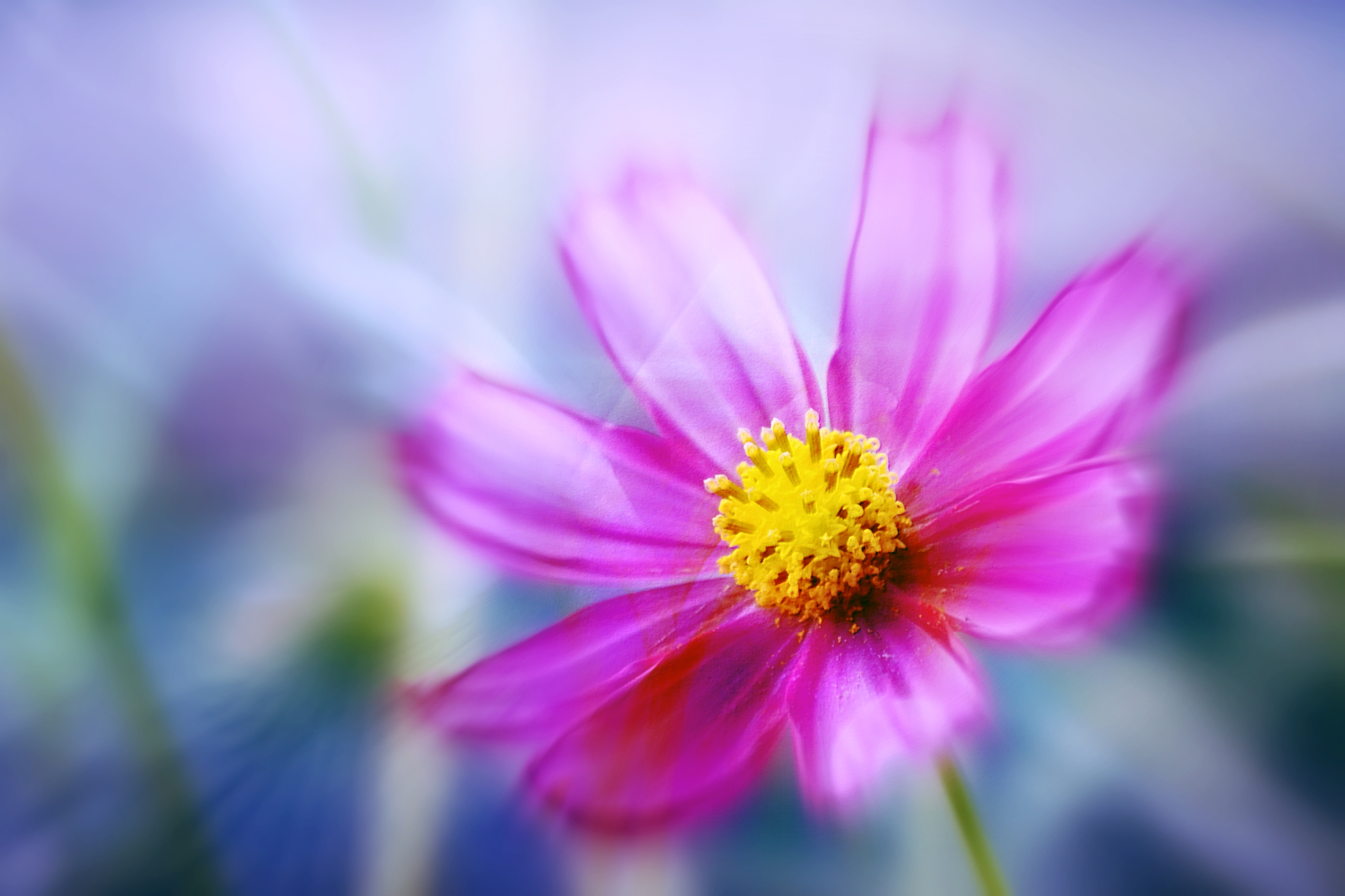 Wallpapers flower cosmos Cosmos on the desktop