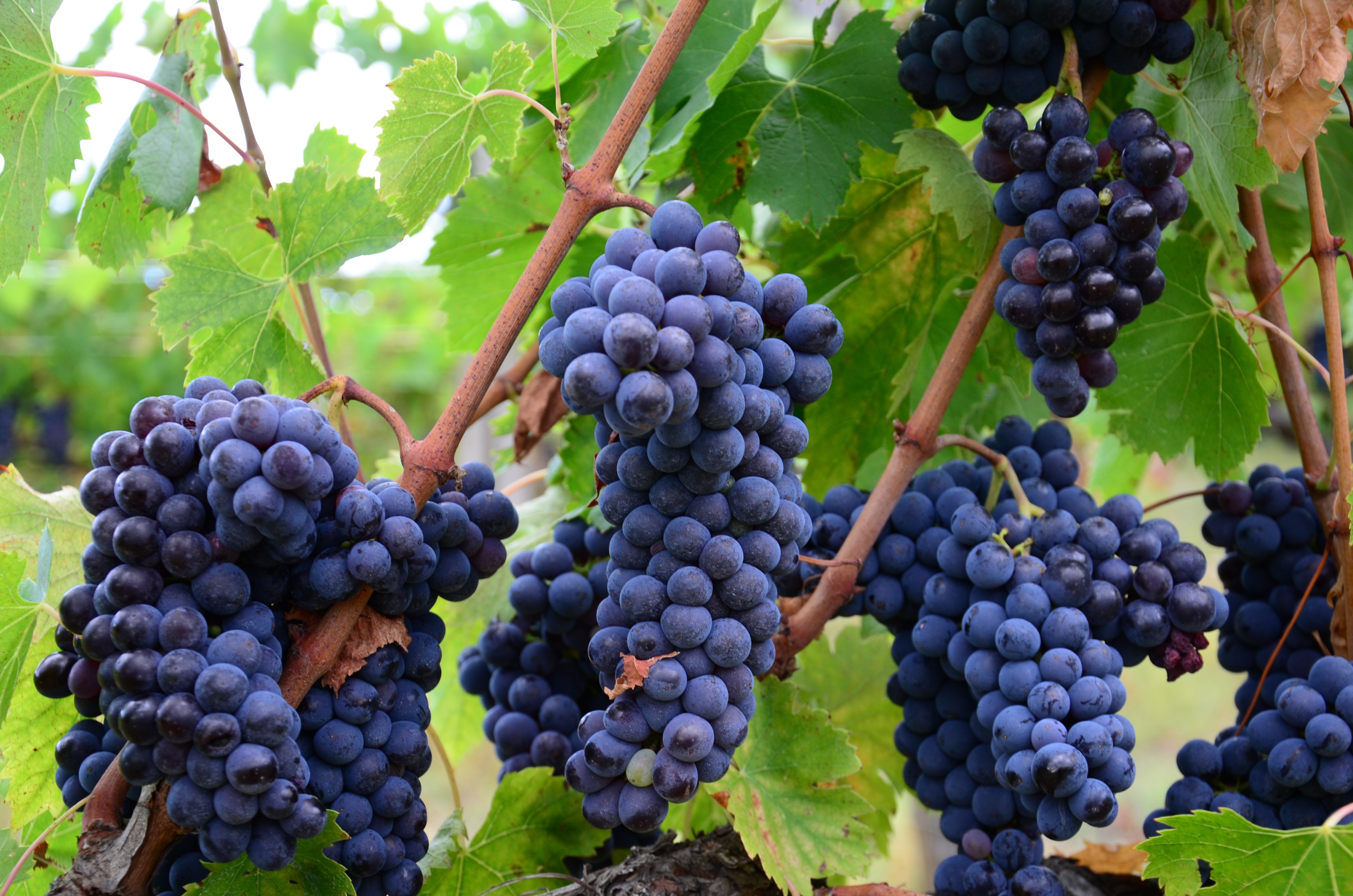Clusters of blue grapes growing on a tree branch