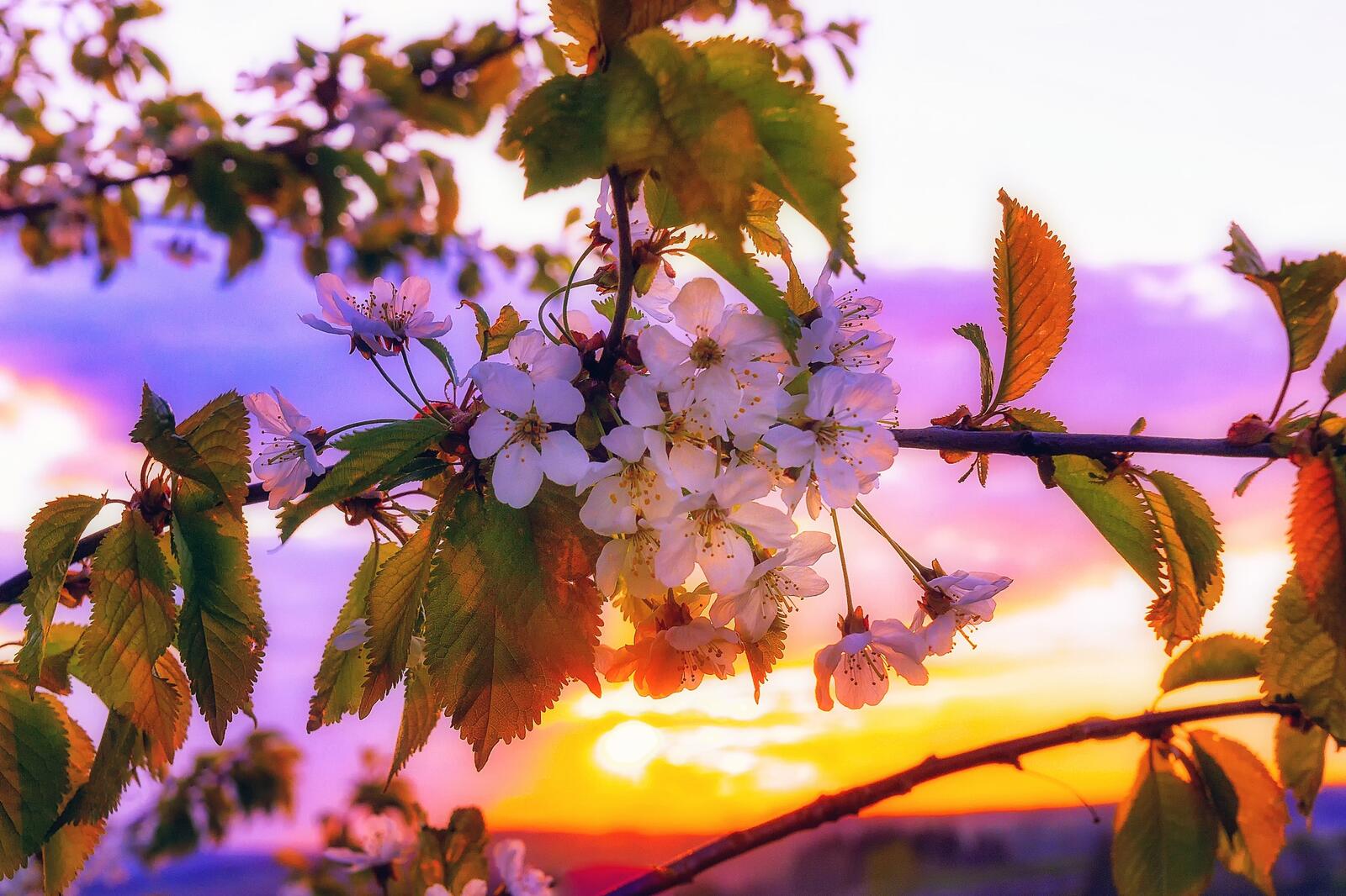 Обои закат цветы весна на рабочий стол