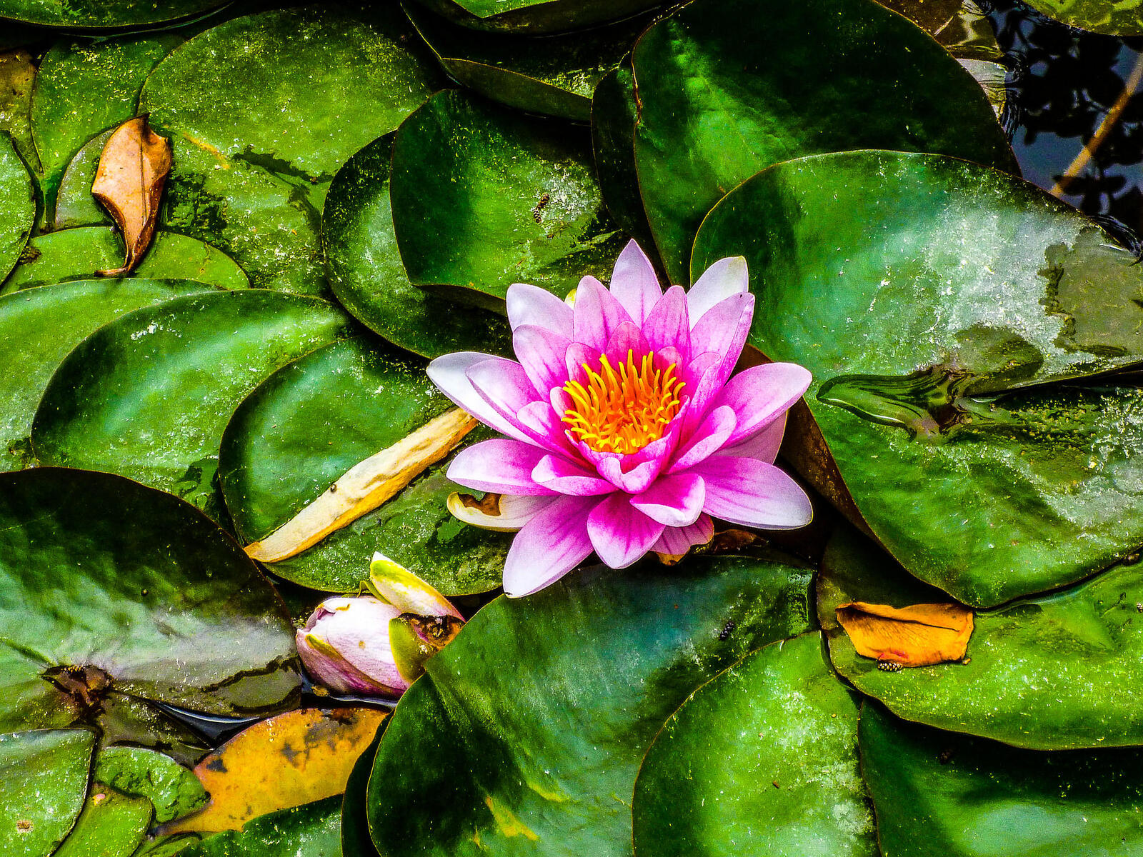 Wallpapers water lily flower leaves on the desktop