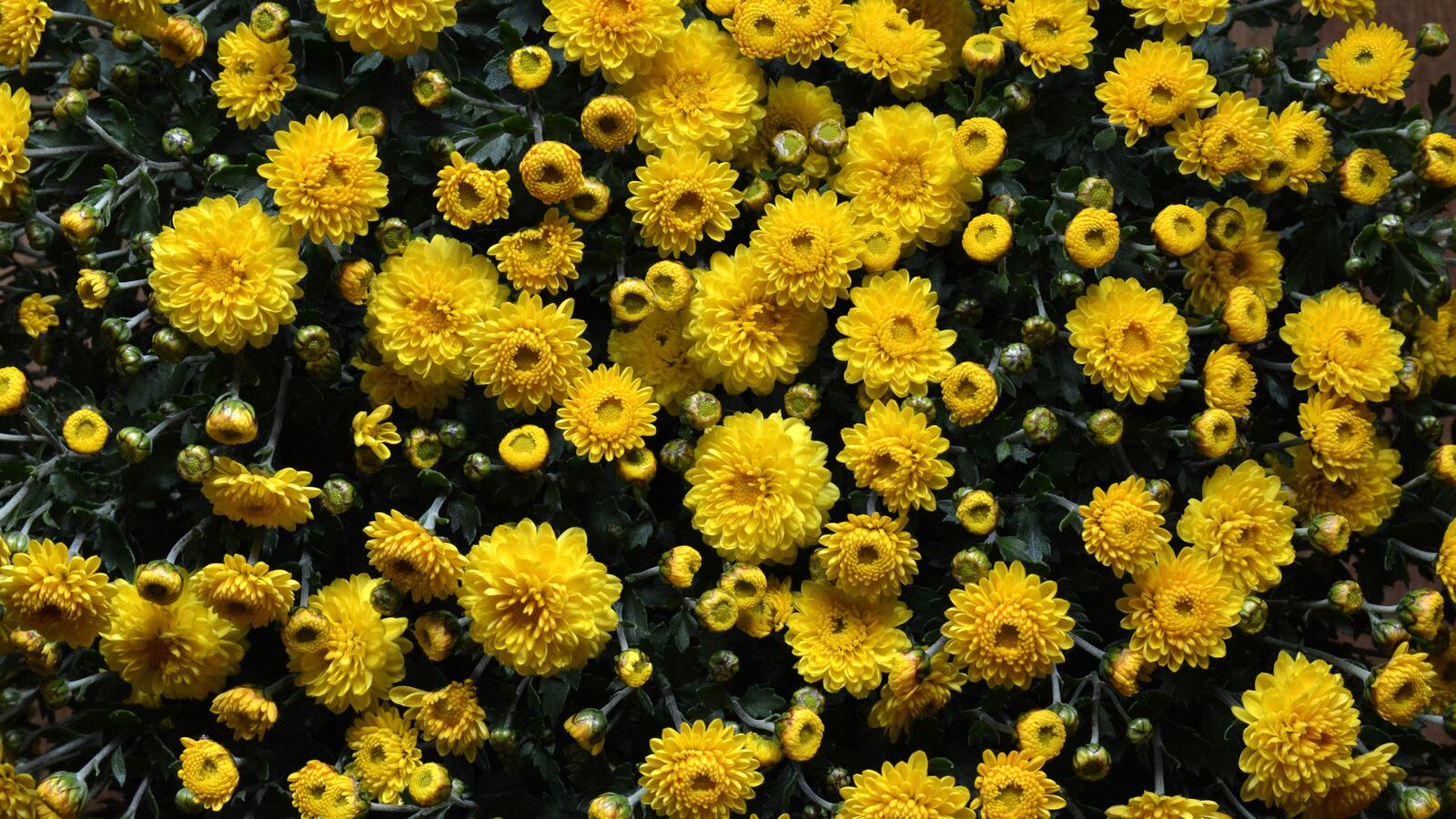 Обои жёлтые цветы хризантемы сад на рабочий стол