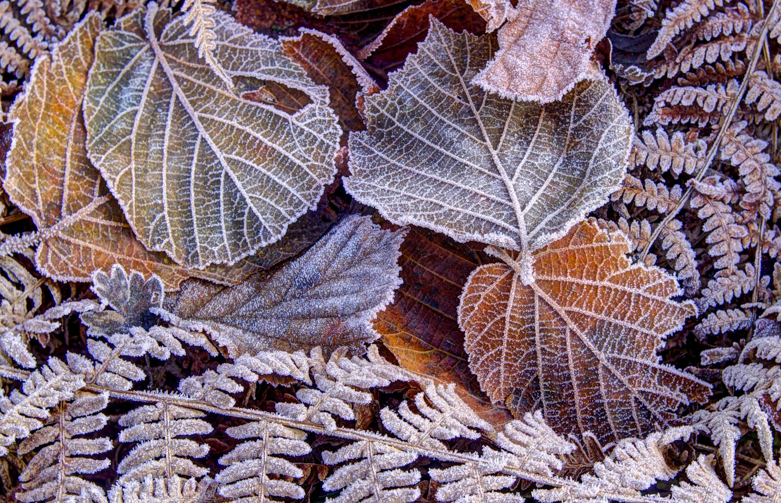 桌面上的壁纸秋季 秋叶 白霜