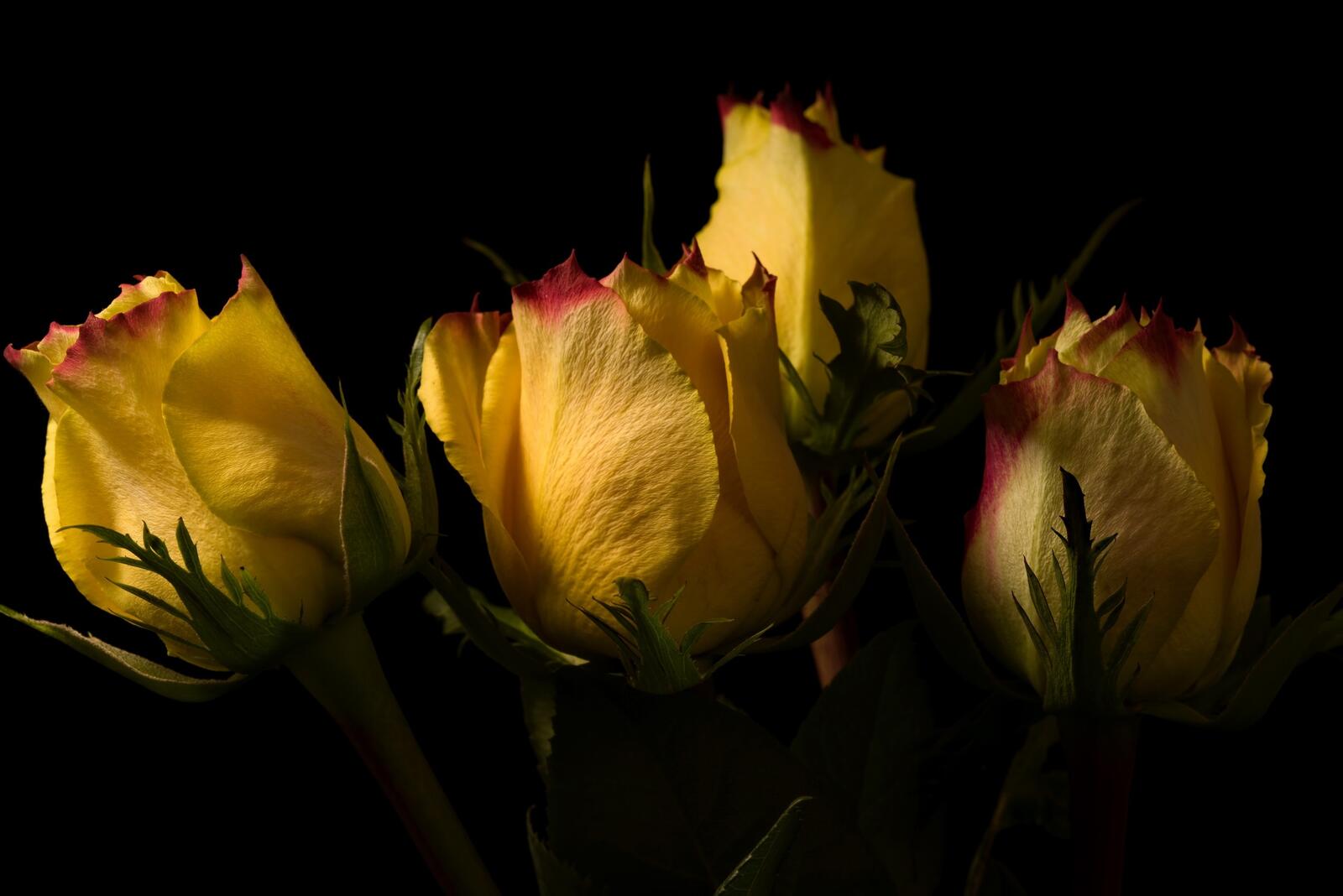 Обои почки обои желтые розы черный фон на рабочий стол