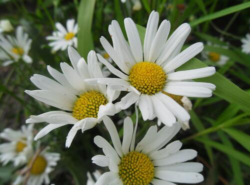 Close-up of the daisies