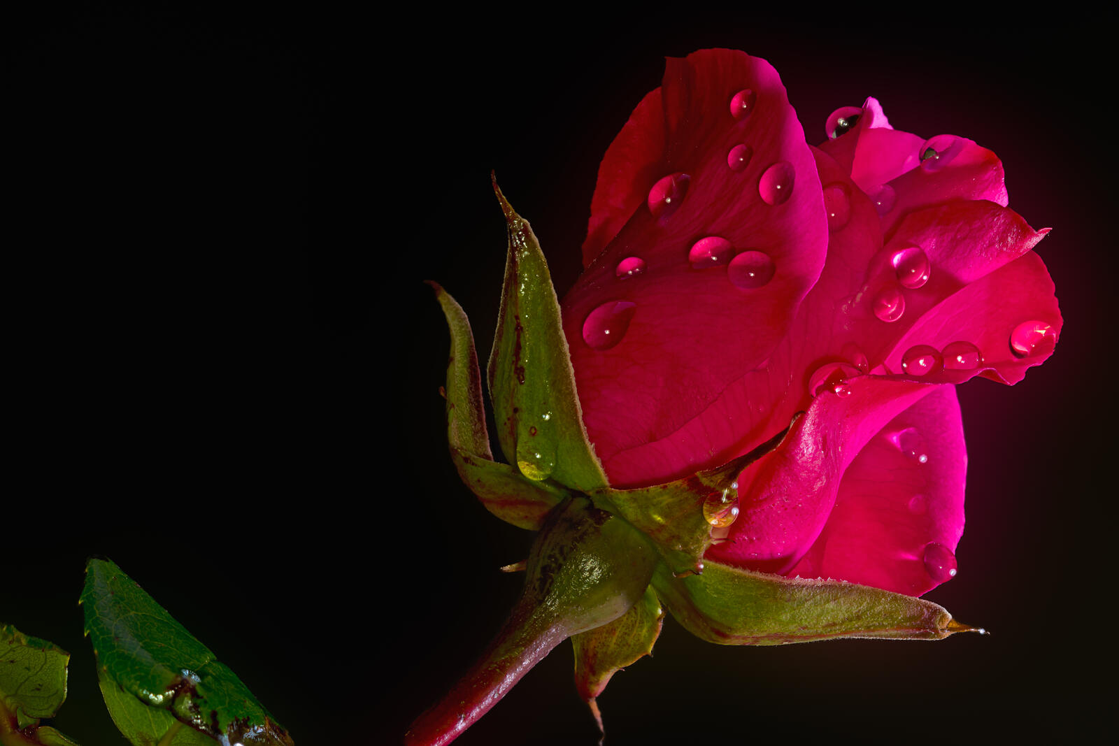 Роза и капли дождя