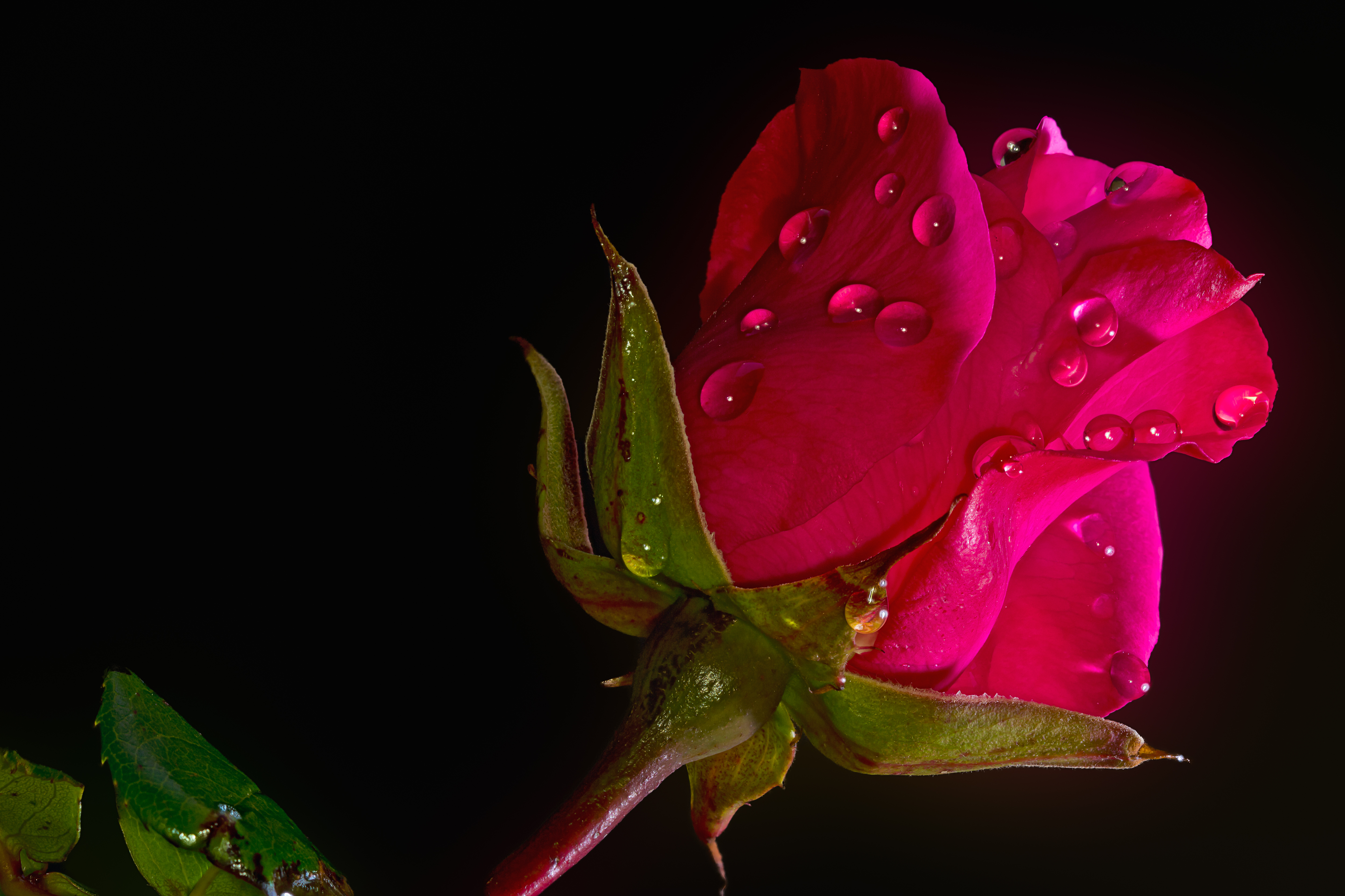 Бесплатное фото Роза и капли дождя