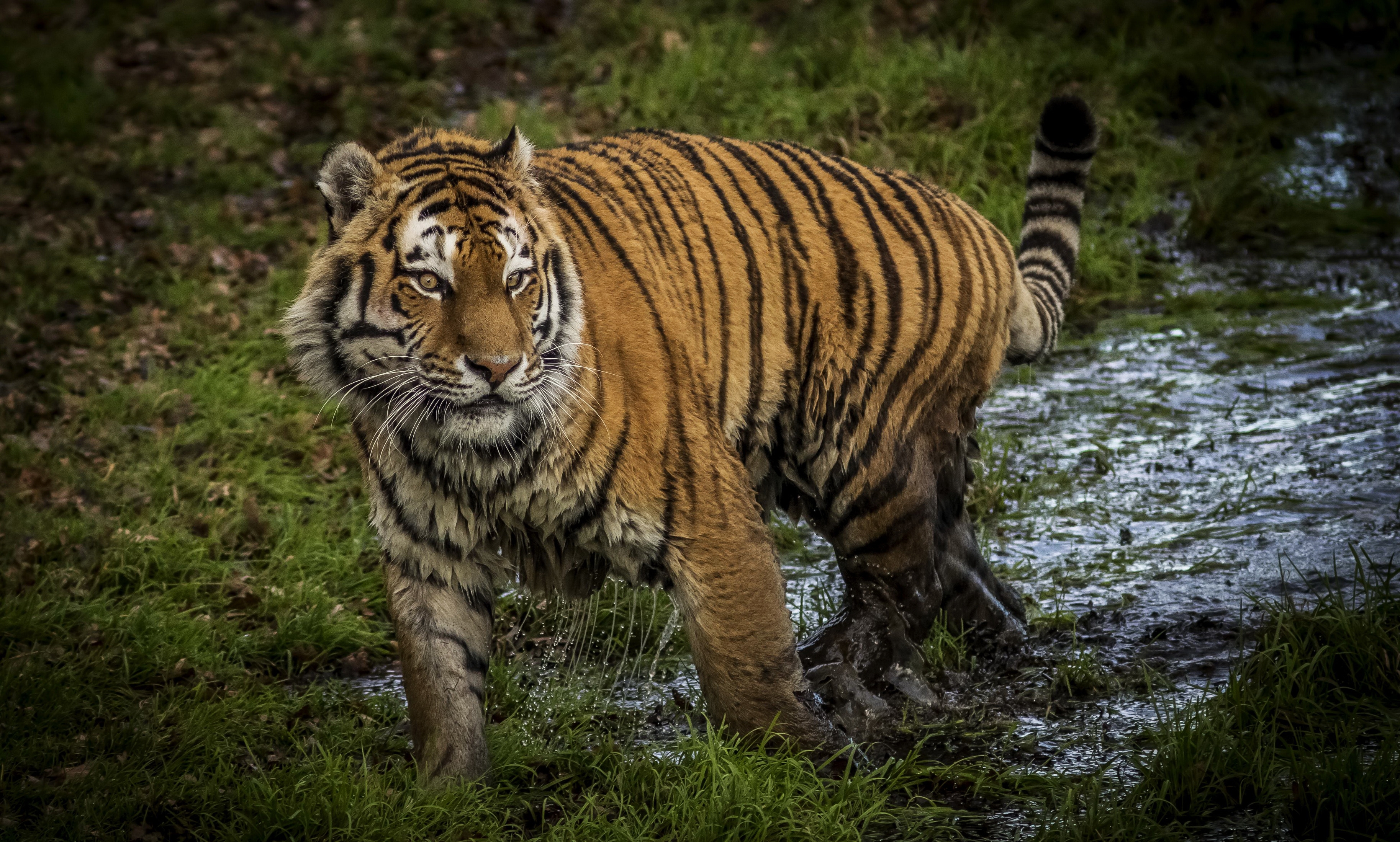 Photo wallpaper tiger, walking, walk, big cats, predator, mud, cats - free  pictures on Fonwall