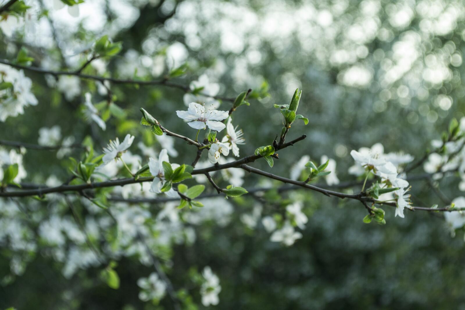 Бесплатное фото Маленькие белые цветочки на ветках кустов