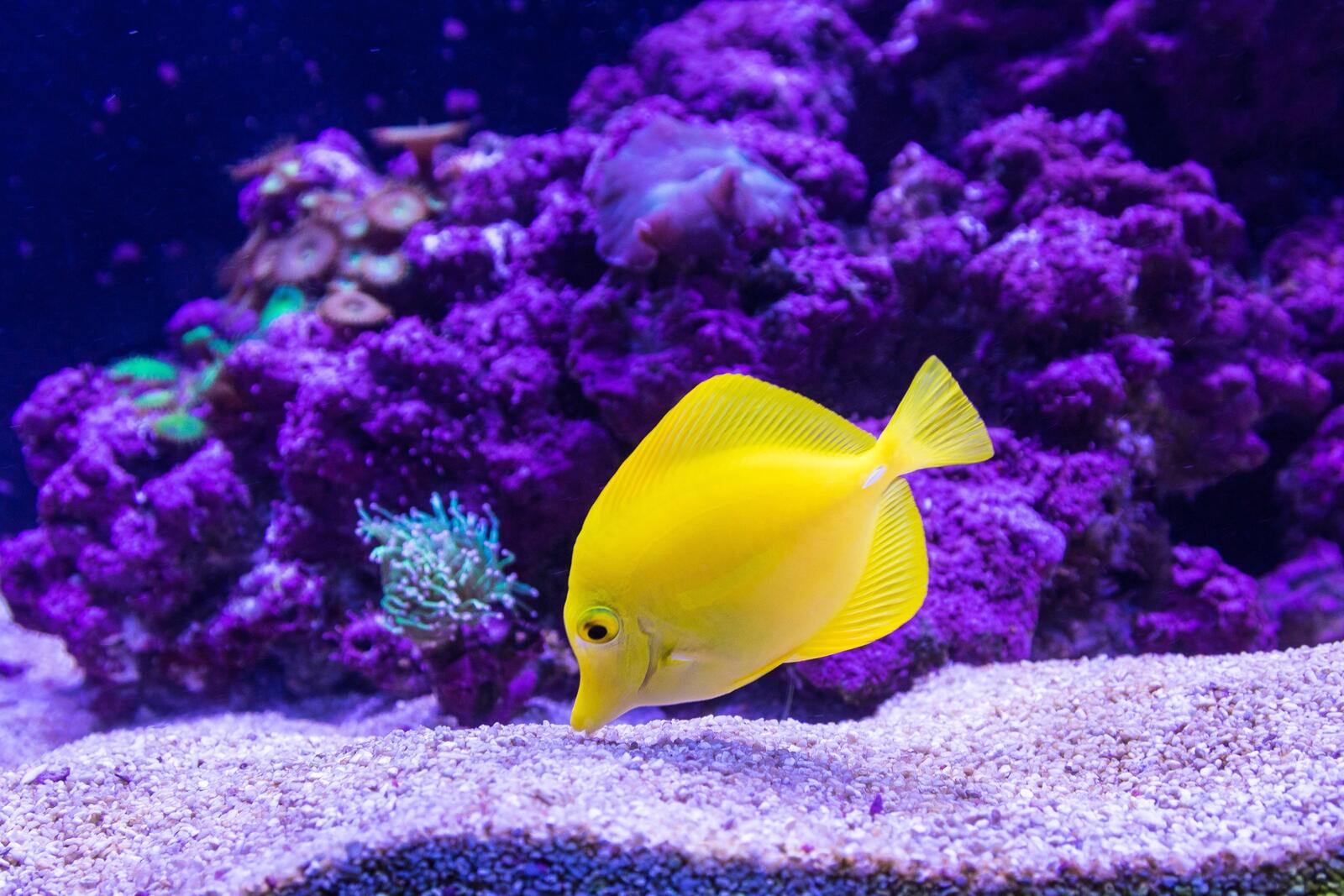 Обои жёлтая рыба подводный аквариум на рабочий стол