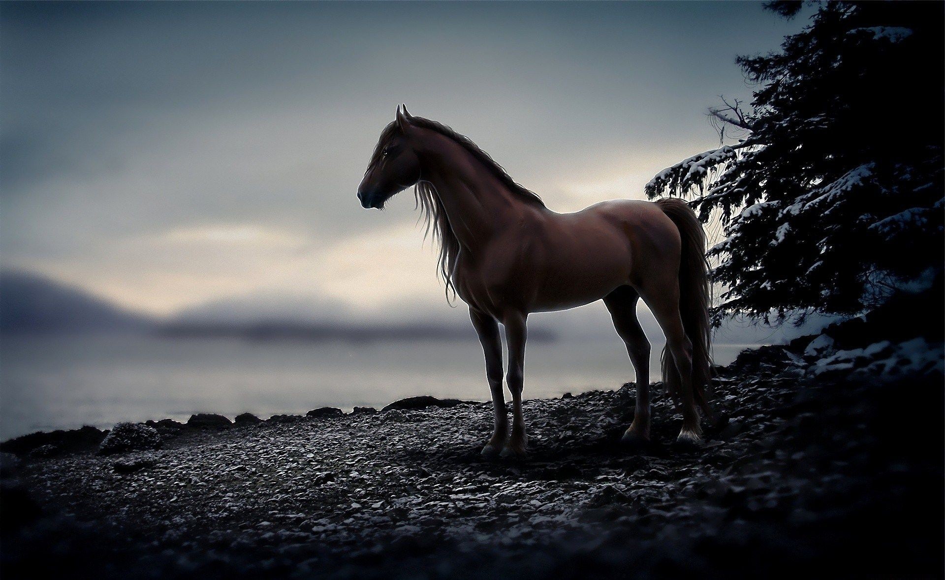 Photo free animals, monochrome, horse
