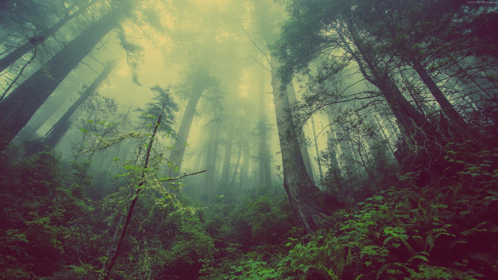 Wallpapers foggy forest trees plants on the desktop