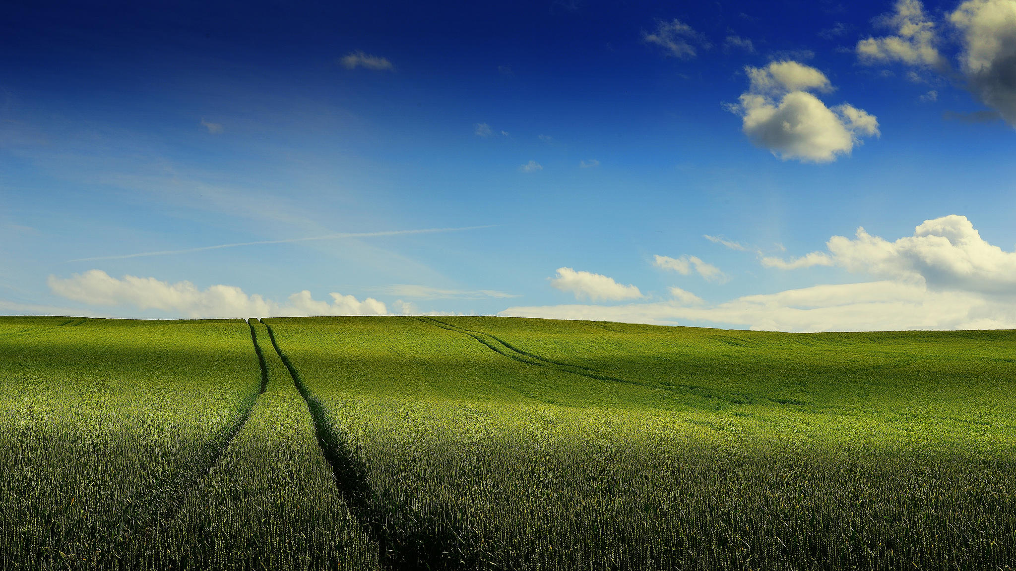 Фото бесплатно небо, высокая трава, зеленая трава