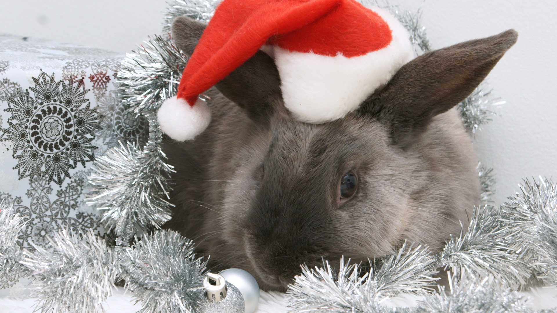 桌面上的壁纸兔子 圣诞帽 新年