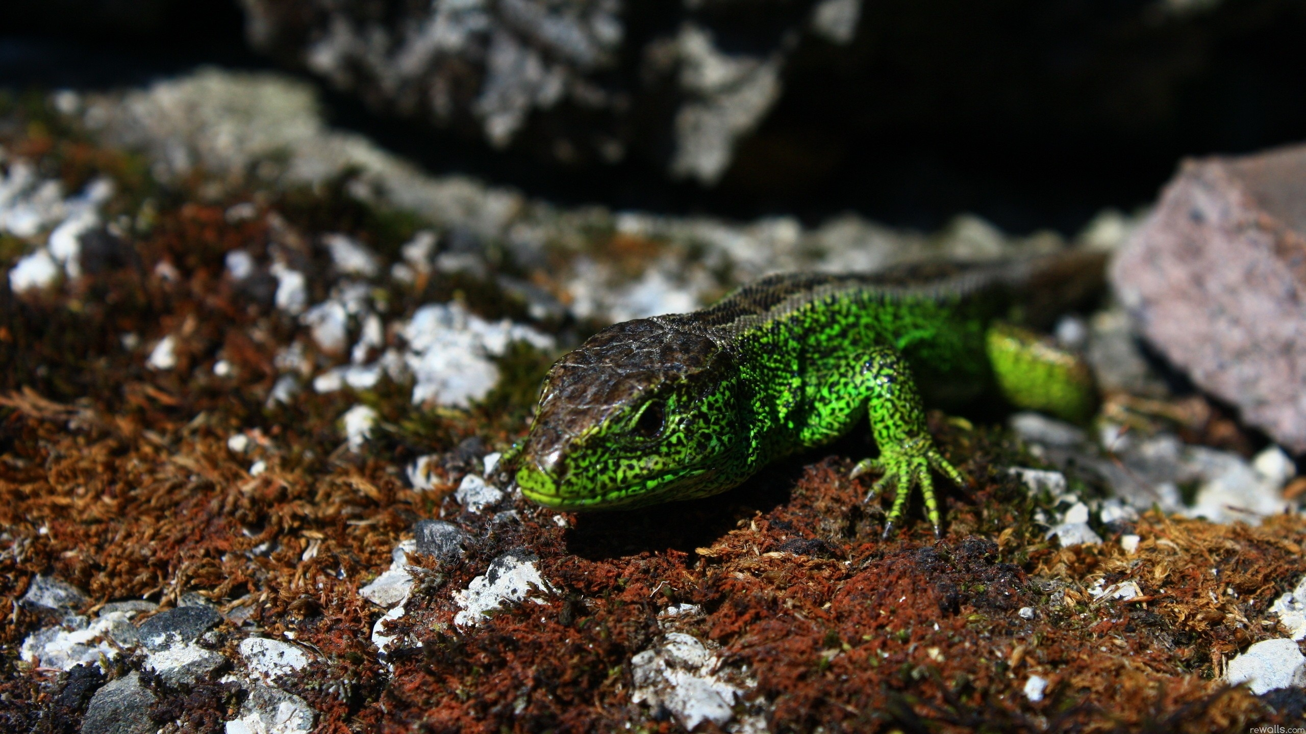 Фото бесплатно обои зеленая ящерица, рептилия, земля