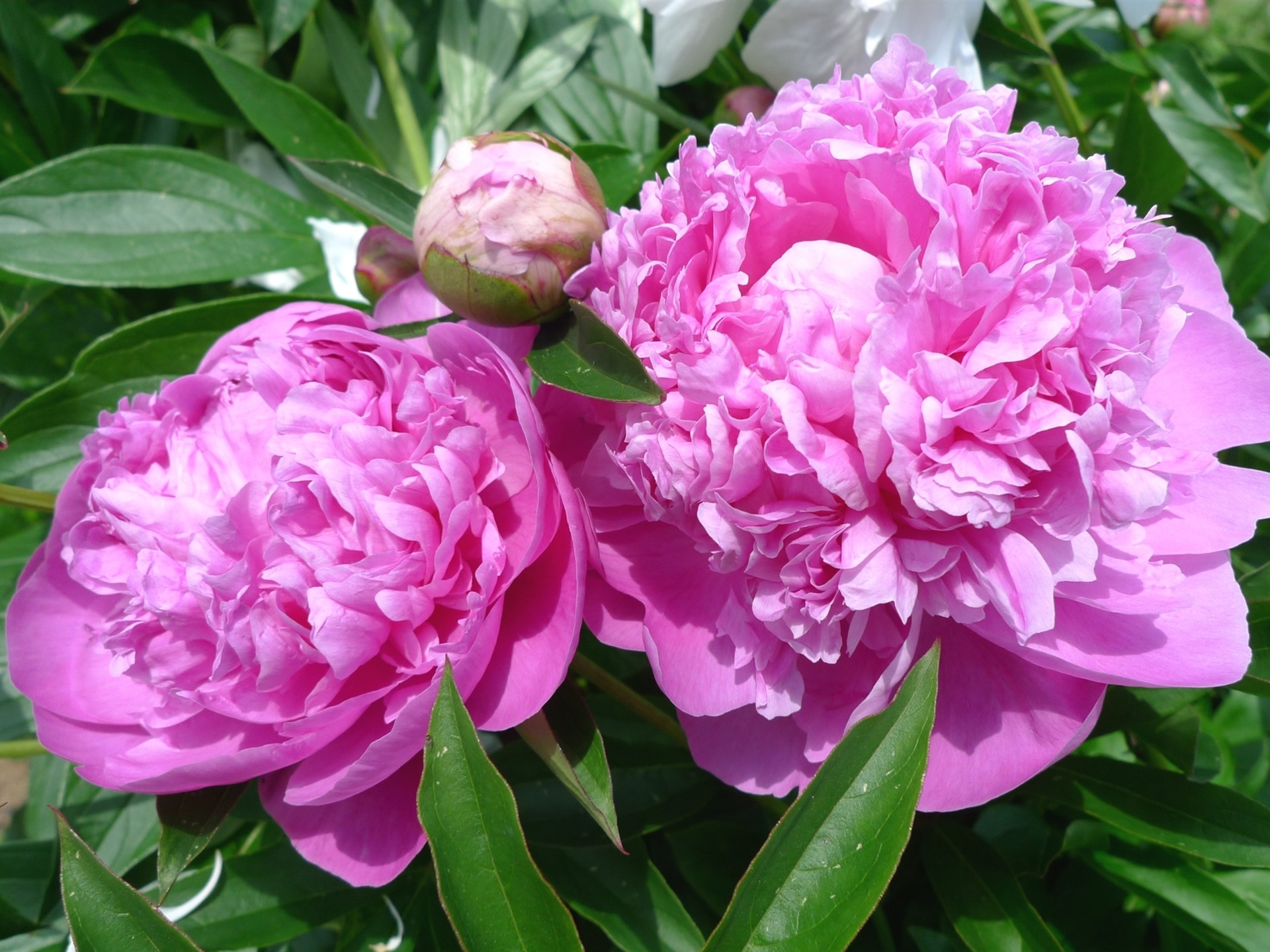 Фото бесплатно близко, обои розовый пион, цветы