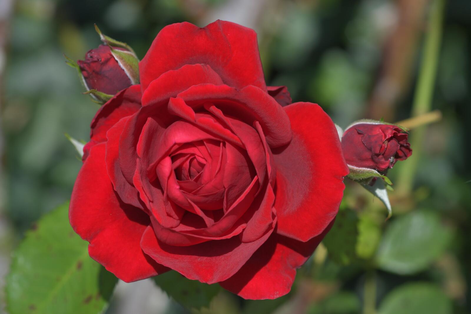 Обои цветок красный розы на рабочий стол