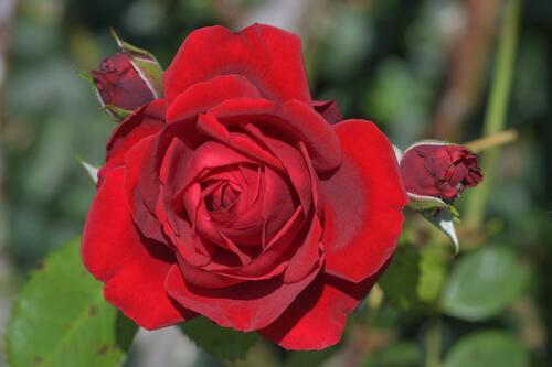 цветок красный розы