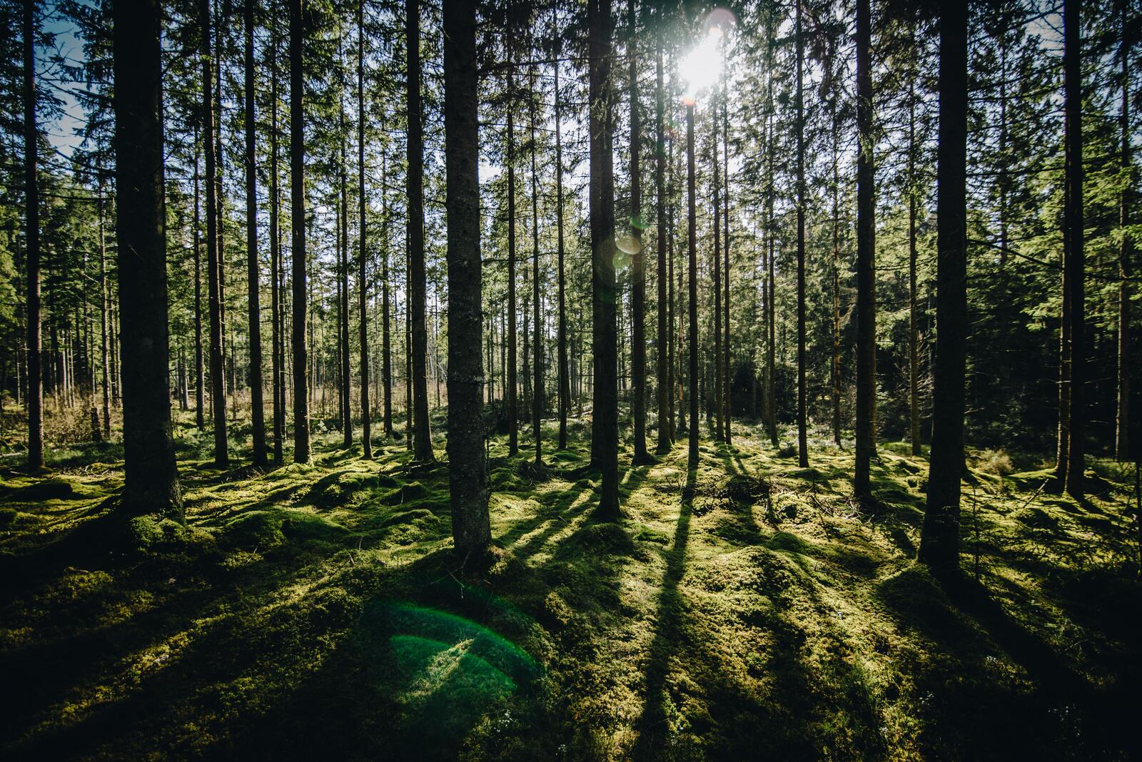 Бесплатное фото Солнечное лето в хвойном лесу