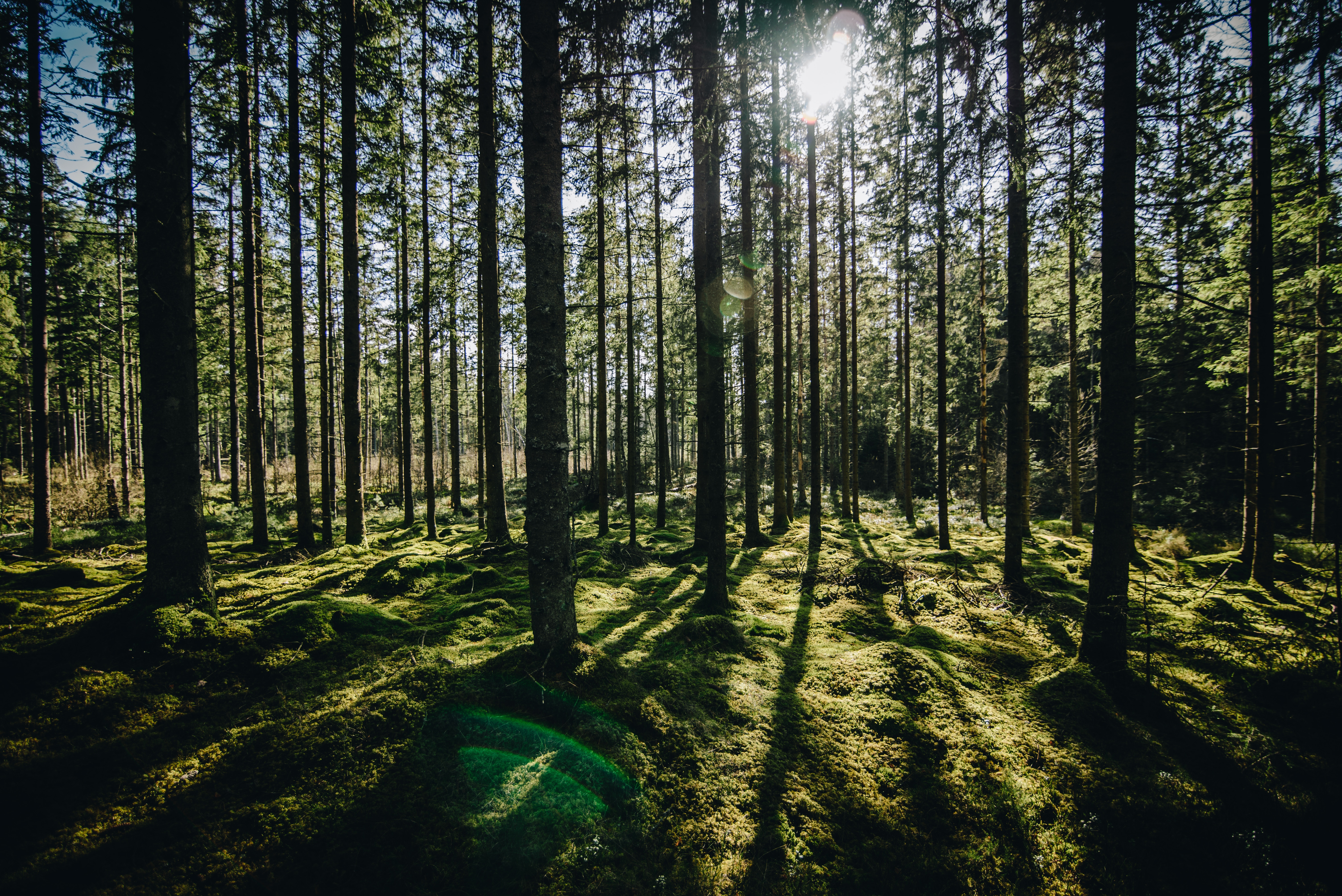 Free photo Sunny summer in a coniferous forest