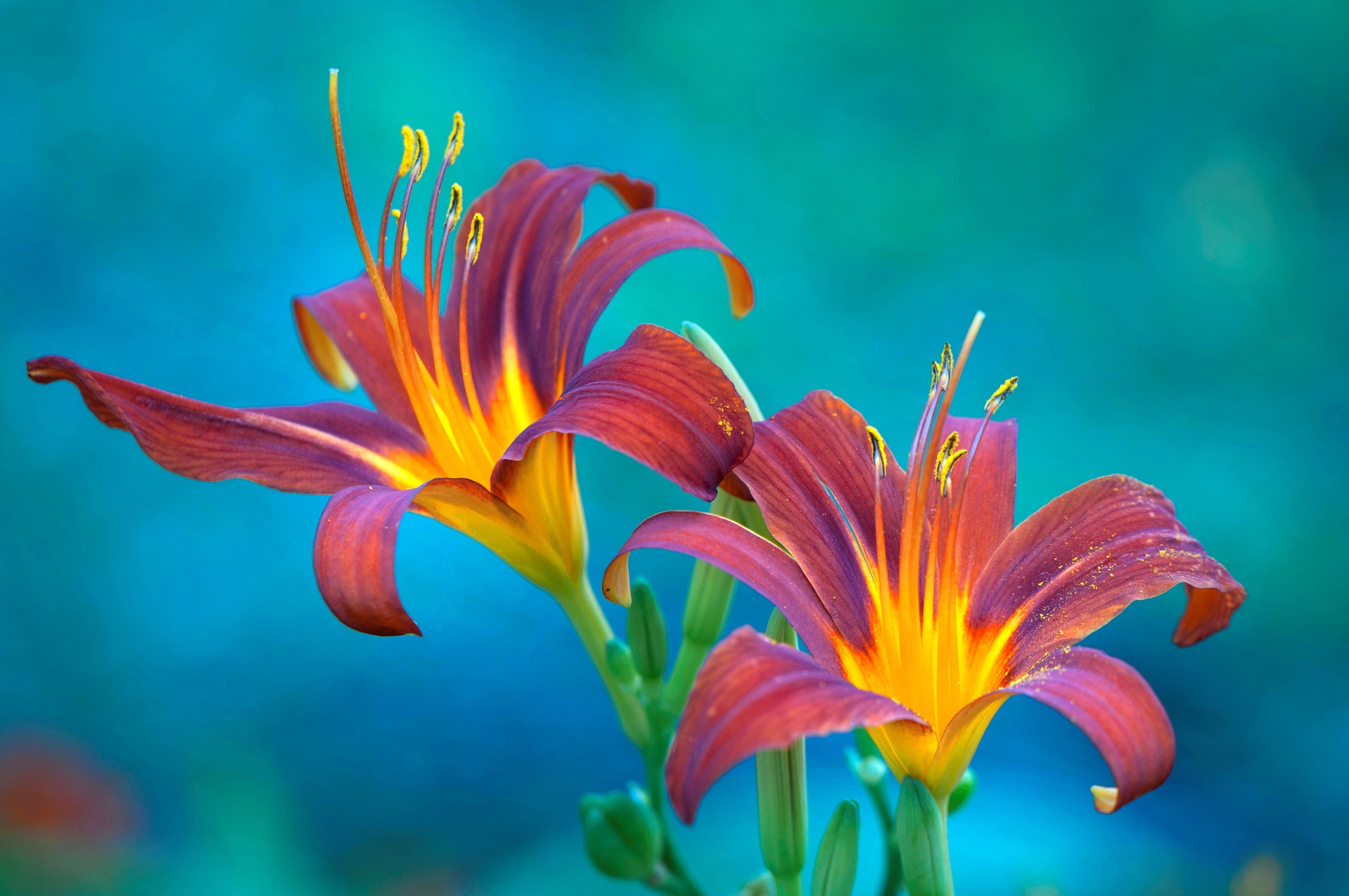 Wallpapers flower composition beautiful colorful on the desktop