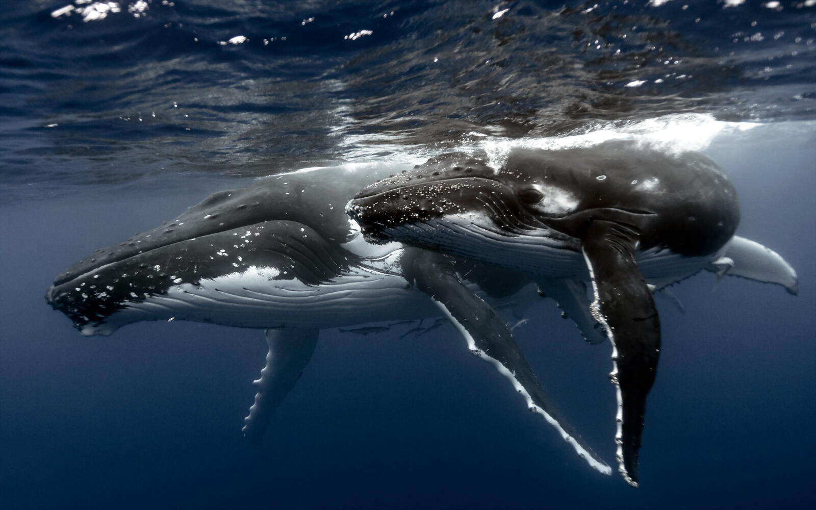 Обои море киты под водой на рабочий стол