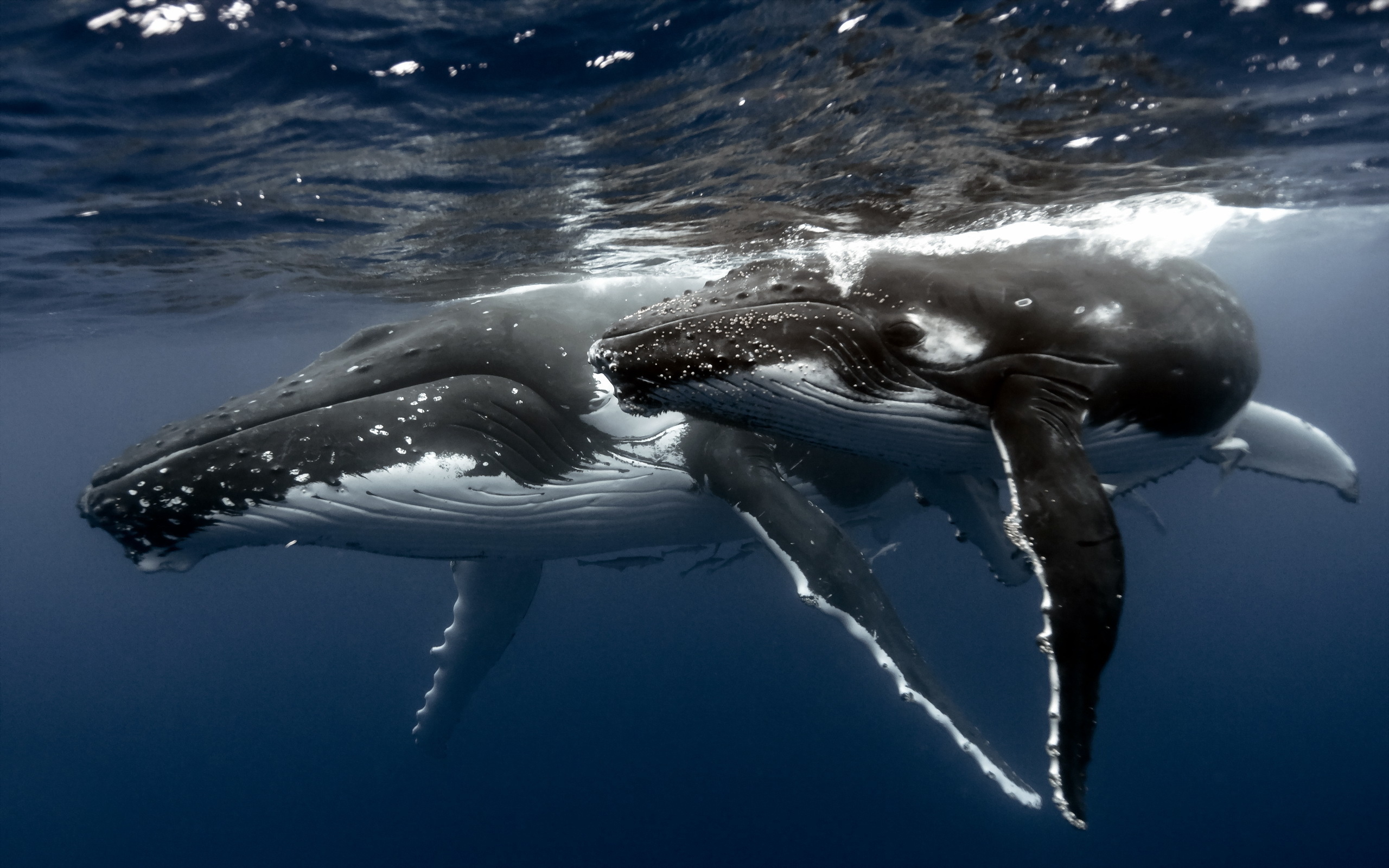 Обои море киты под водой на рабочий стол