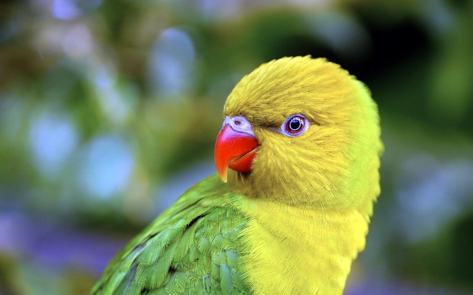 Wallpapers parrot beak color on the desktop
