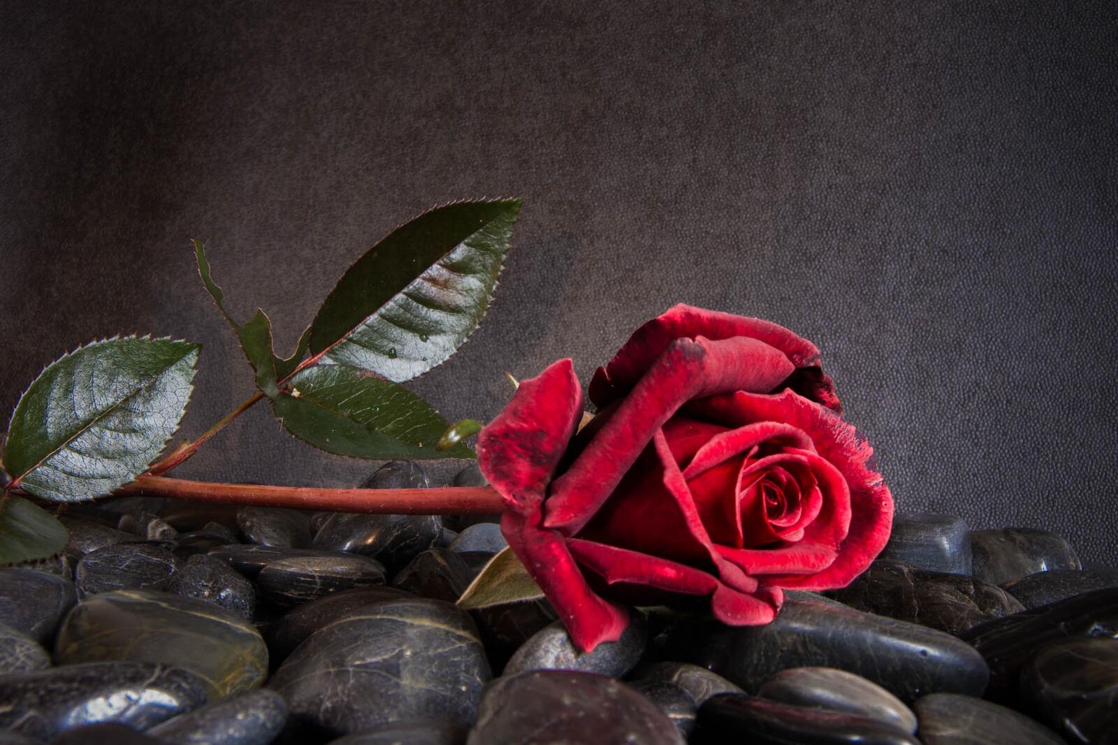 Бесплатное фото роза на камнях