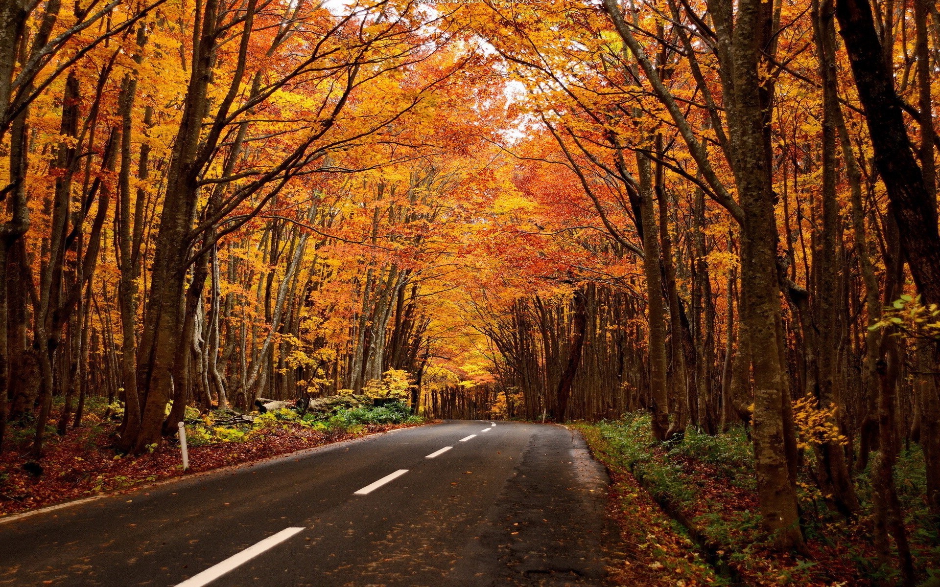 Дорога в осеннем лесу с желтой листвой