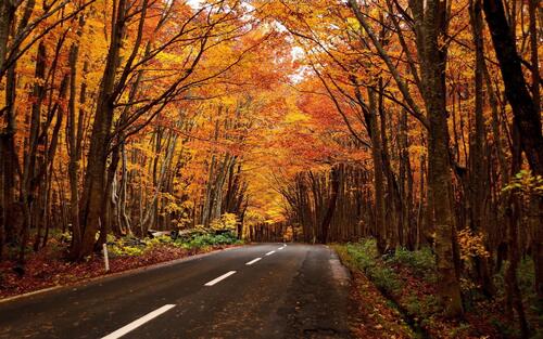 A road in an autumn forest with yellow leaves
