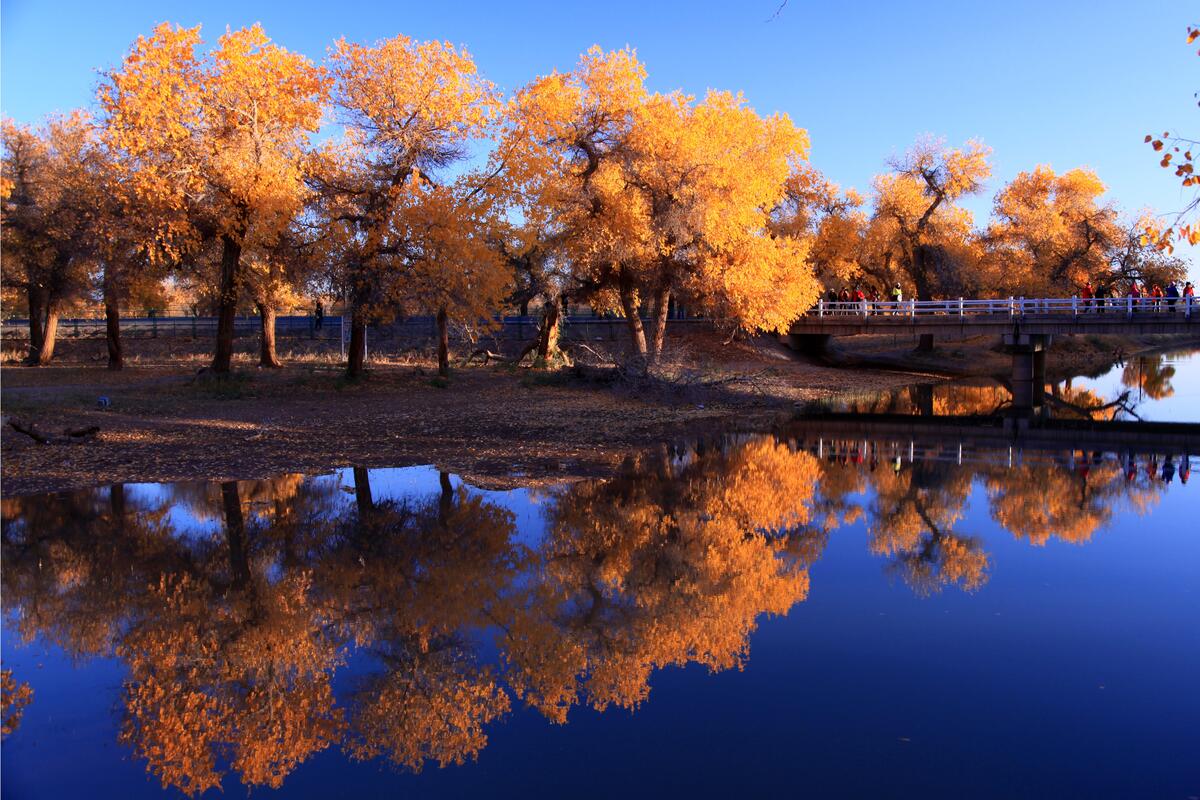 Деревья с желтыми листьями отражаются в озере