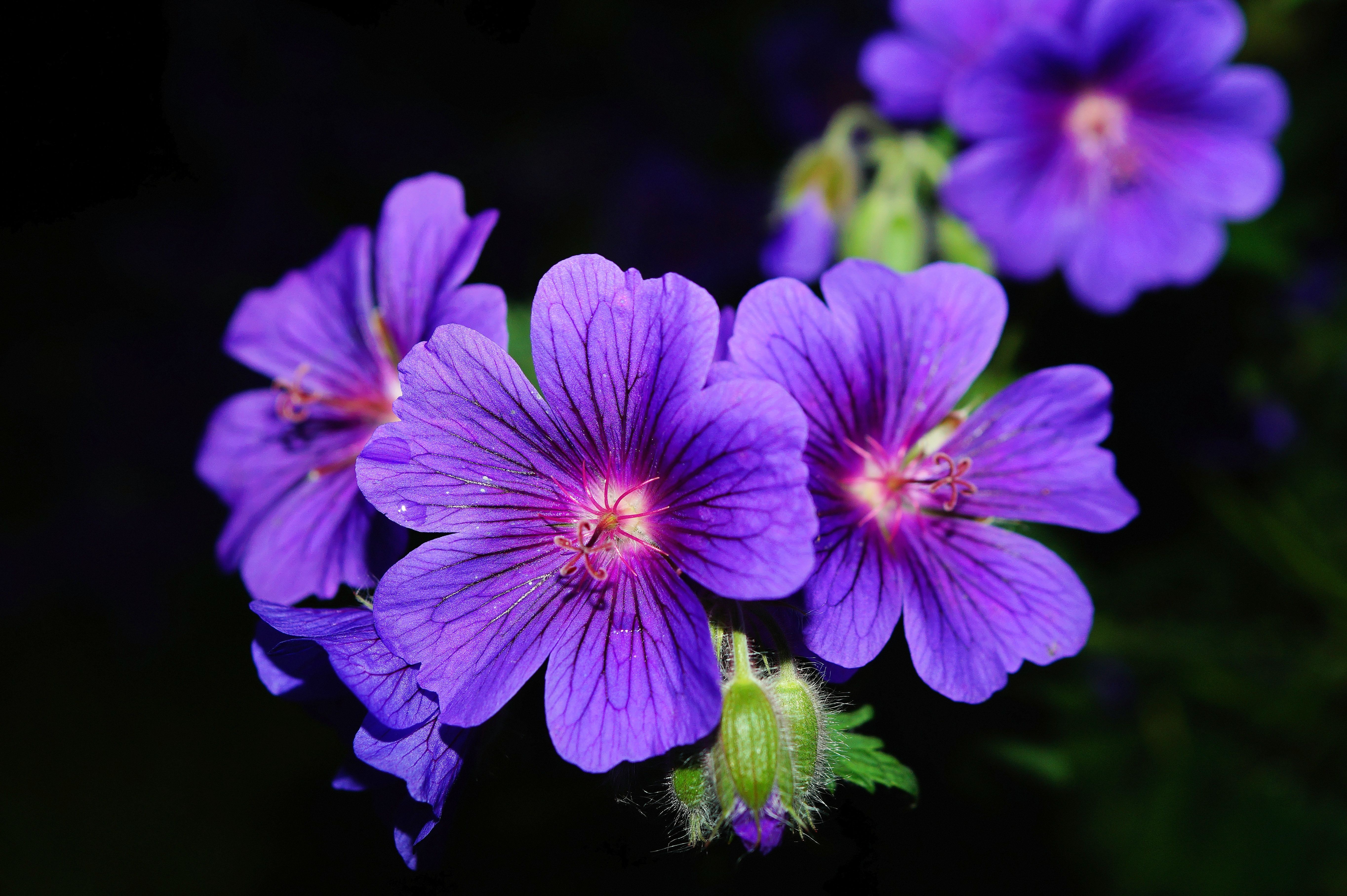 Фото бесплатно цветения, флора, синий