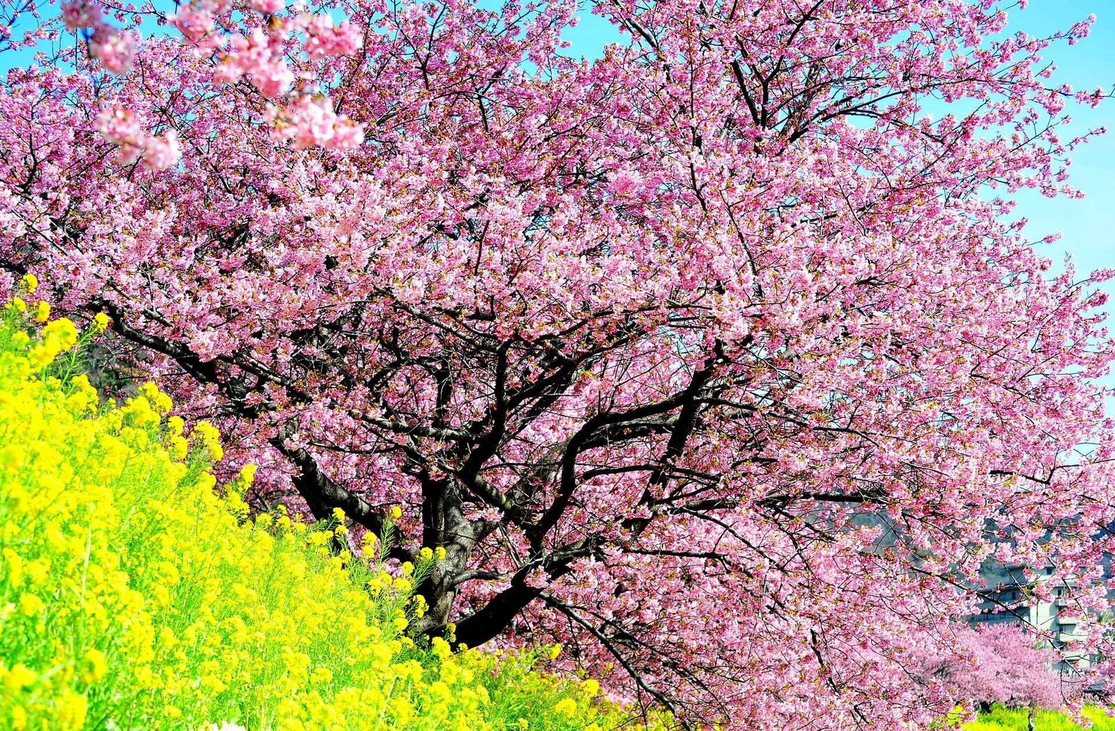 Free photo Cherry tree with pink flowers.