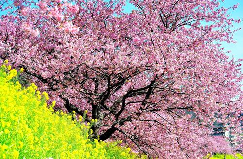 Вишневое дерево с розовыми цветочками