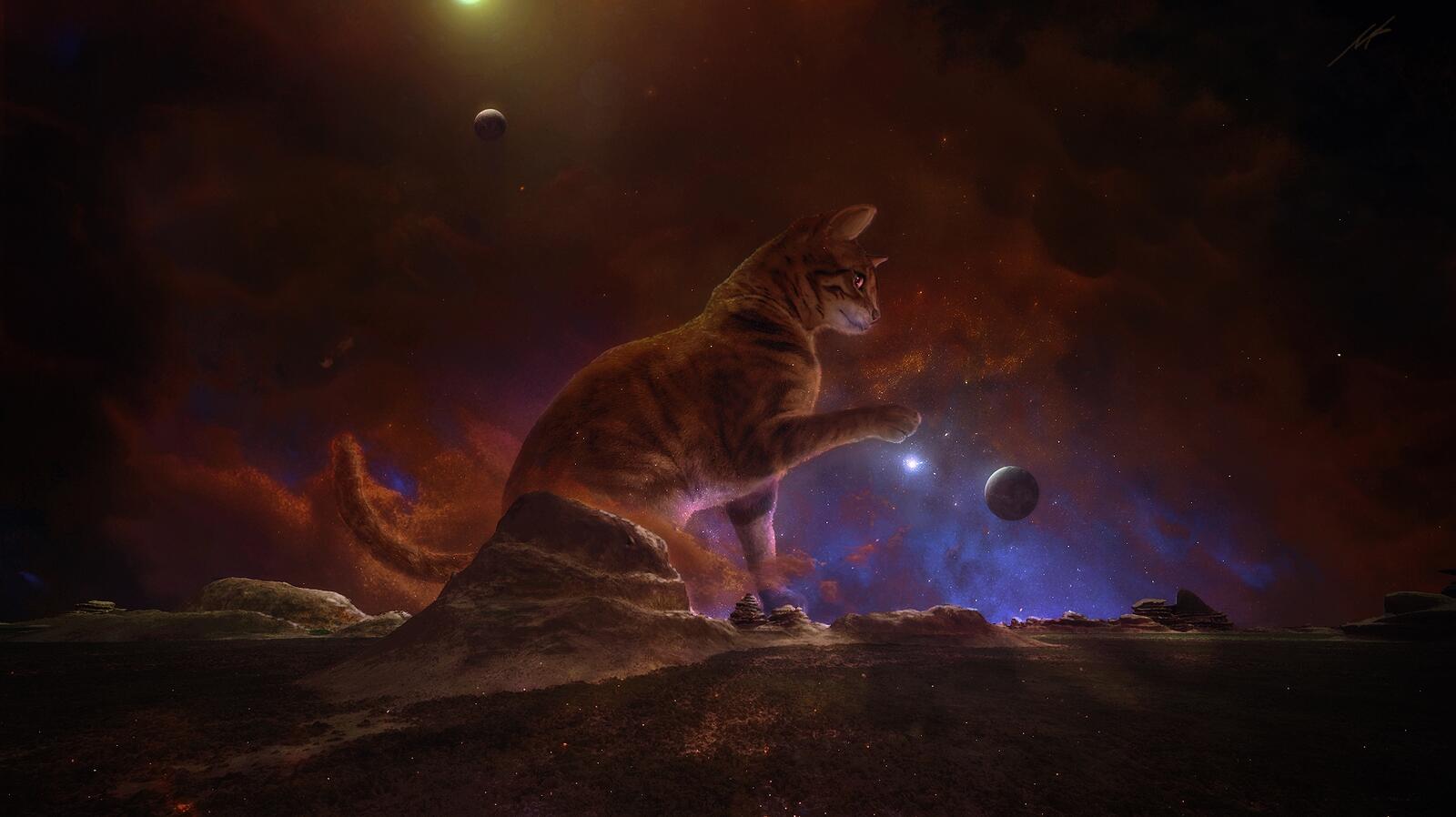 Wallpapers night planet cat on the desktop
