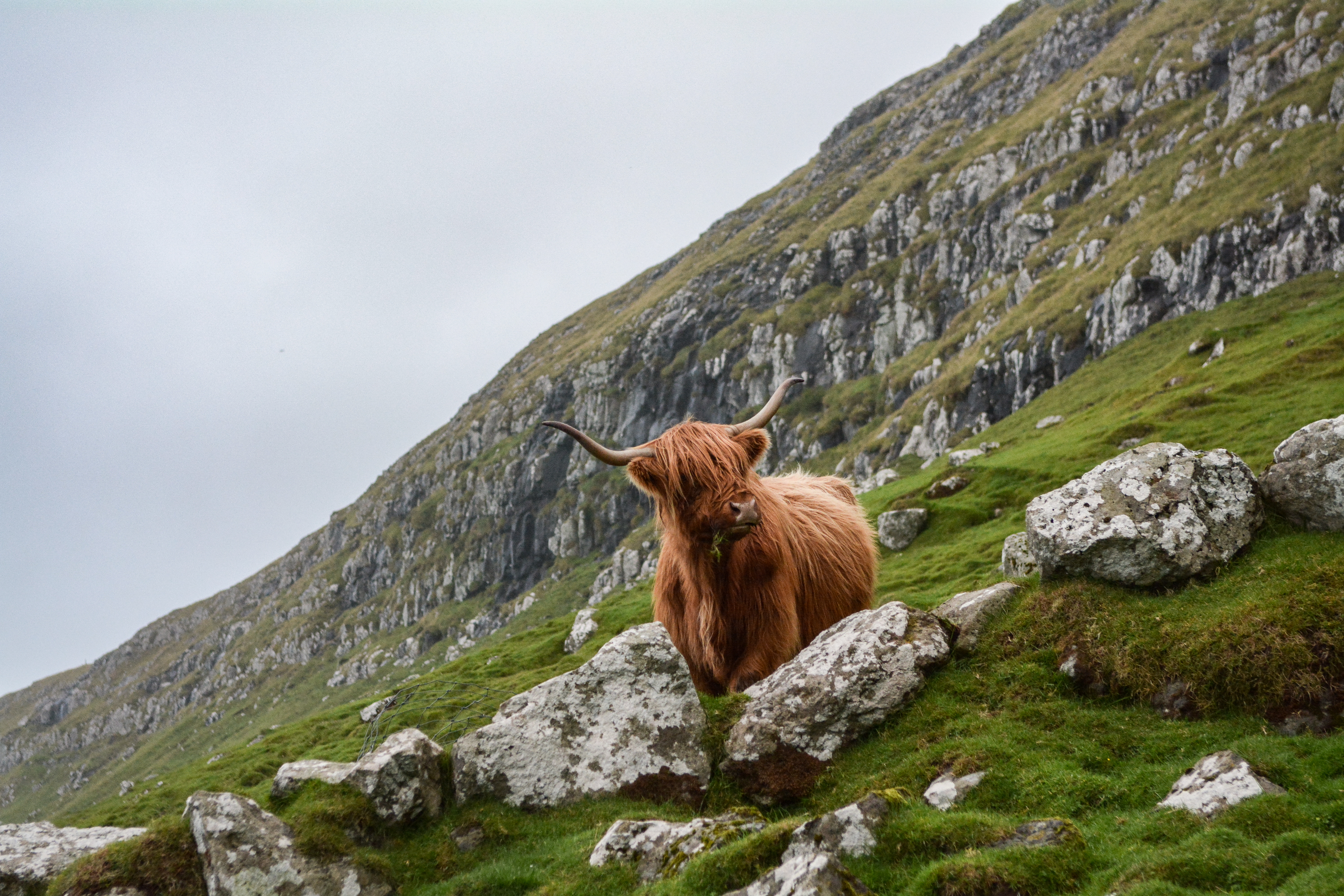 Фото бесплатно Скотланд, корова, животное