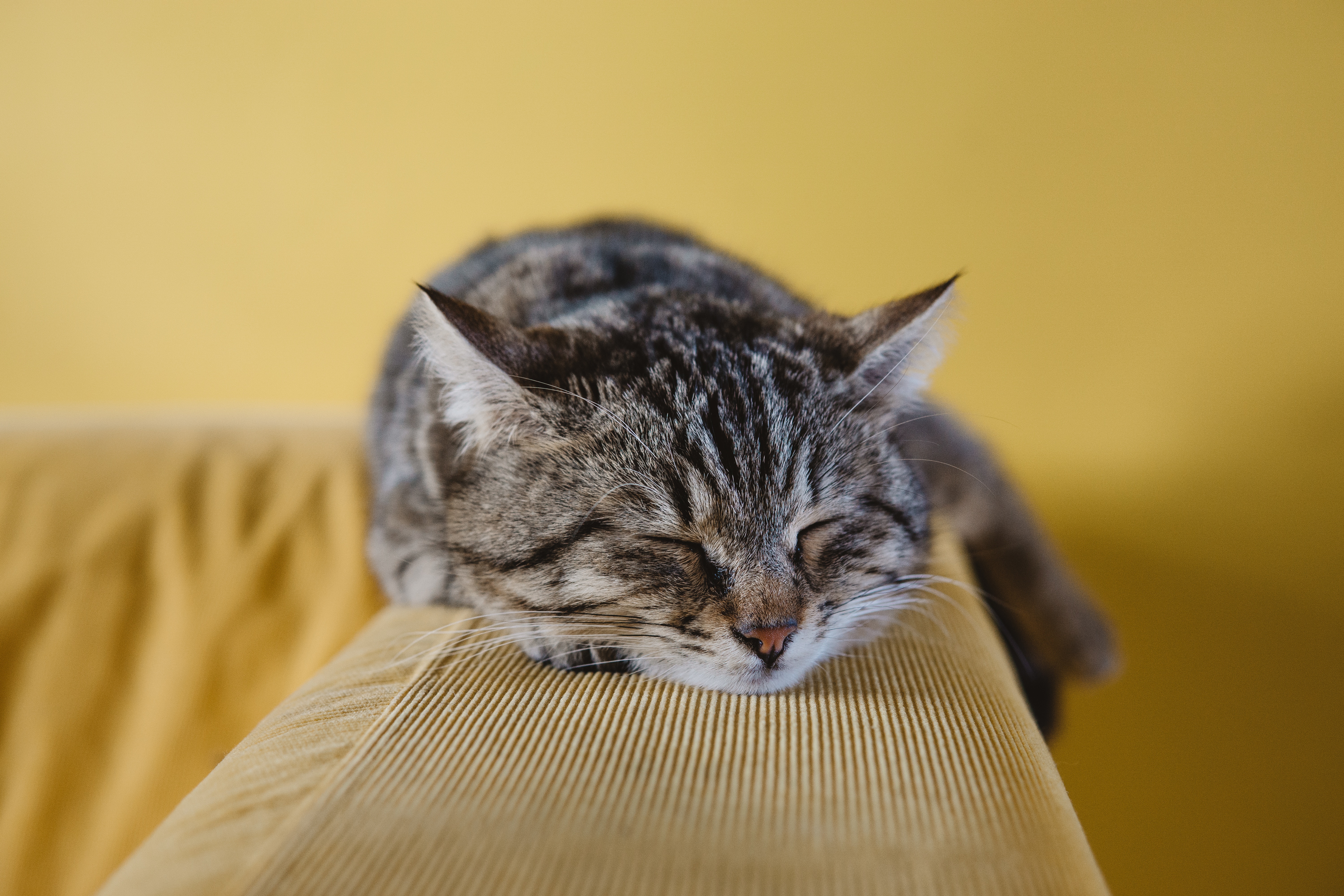 Фото бесплатно домашняя короткошерстная кошка, кошечка, млекопитающее