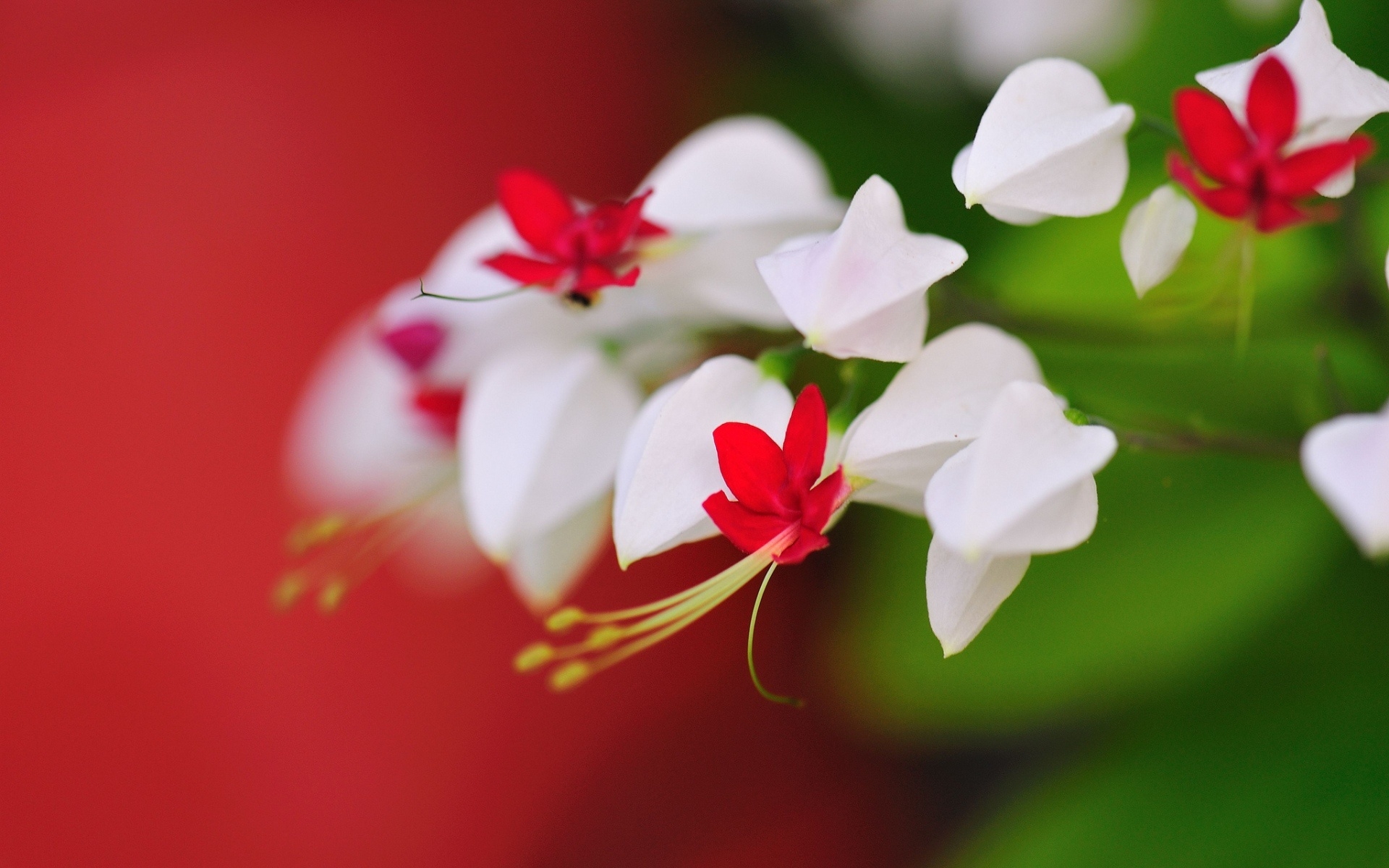 Wallpapers boke wallpaper white and red flowers macro on the desktop