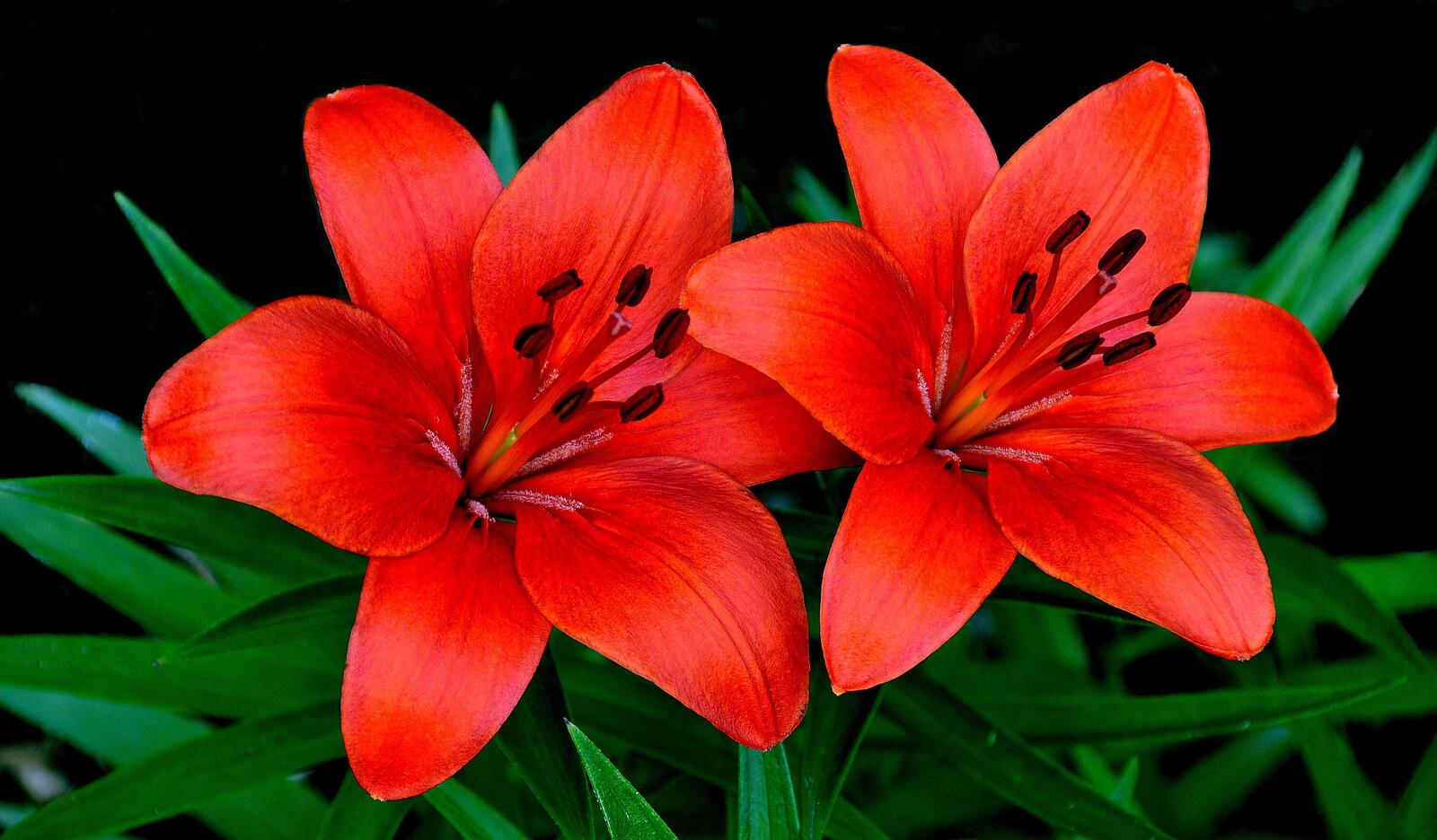 Free photo Red Peruvian lily