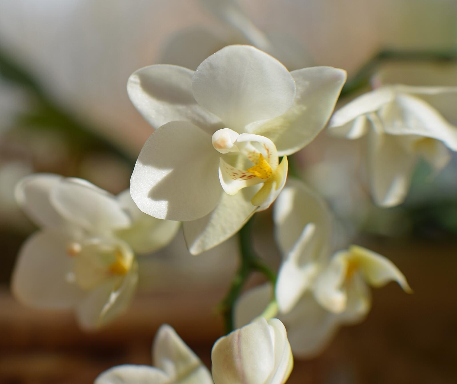 Обои лепестки близко обои белые орхидеи на рабочий стол
